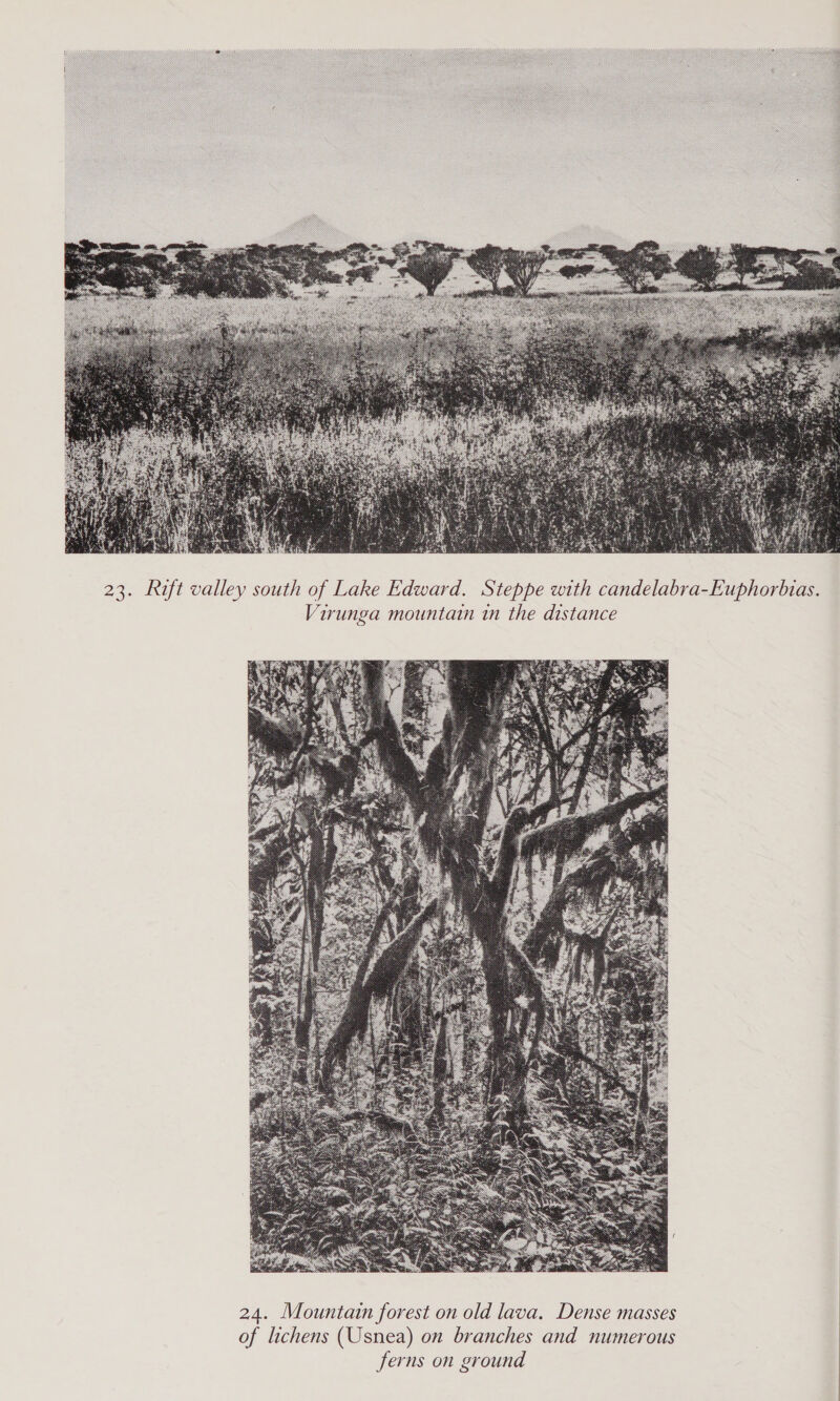         23. Rift valley south of Lake Edward. Steppe with candelabra-Euphorbias. Virunga mountain in the distance  24. Mountain forest on old lava. Dense masses of lichens (Usnea) on branches and numerous | ferns on ground