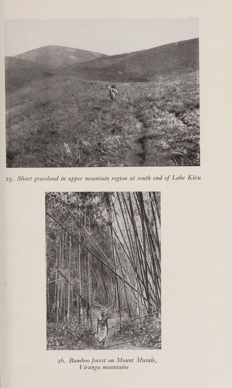  25. Short grassland in upper mountain region at south end of Lake Kivu 