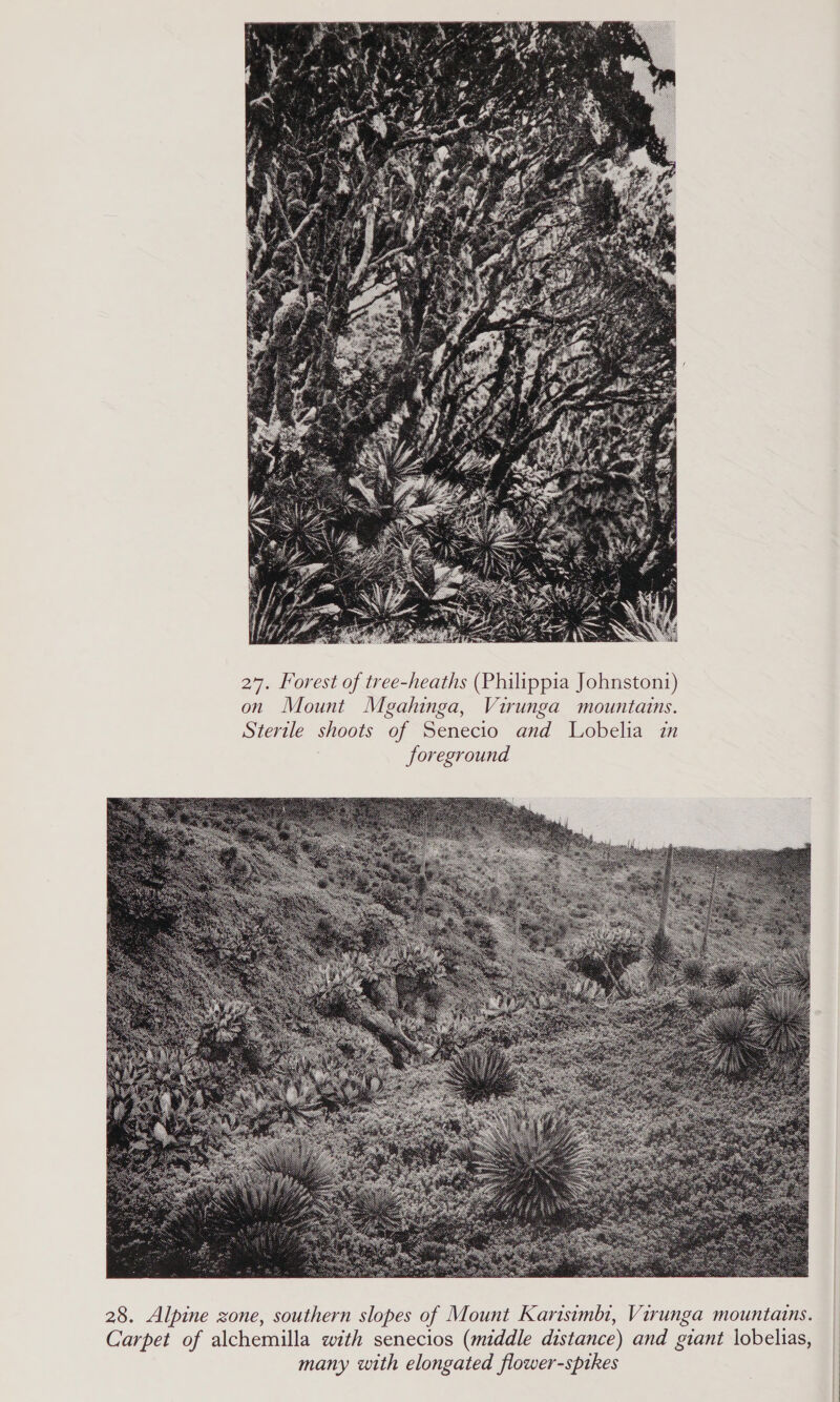  27. Forest of tree-heaths (Philippia Johnstoni) on Mount Megahinga, Virunga mountains. Sterile shoots of Senecio and Lobelia in foreground 