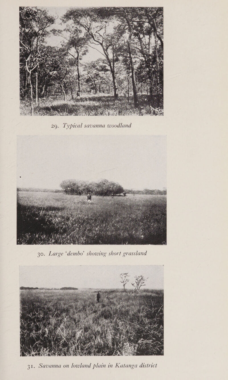  29. Typical savanna woodland 