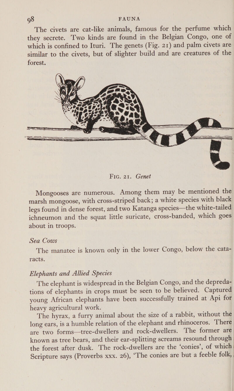 The civets are cat-like animals, famous for the perfume which they secrete. Two kinds are found in the Belgian Congo, one of which is confined to Ituri. The genets (Fig. 21) and palm civets are similar to the civets, but of slighter build and are creatures of the forest.  Mongooses are numerous. Among them may be mentioned the marsh mongoose, with cross-striped back; a white species with black legs found in dense forest, and two Katanga species—the white-tailed ichneumon and the squat little suricate, cross-banded, which goes about in troops. Sea Cows The manatee is known only in the lower Congo, below the cata- racts. Elephants and Allied Spectes The elephant is widespread in the Belgian Congo, and the depreda- tions of elephants in crops must be seen to be believed. Captured young African elephants have been successfully trained at Api for heavy agricultural work. The hyrax, a furry animal about the size of a rabbit, without the long ears, is a humble relation of the elephant and rhinoceros. There are two forms—tree-dwellers and rock-dwellers. ‘The former are known as tree bears, and their ear-splitting screams resound through the forest after dusk. The rock-dwellers are the ‘conies’, of which) Scripture says (Proverbs xxx. 26), “The conies are but a feeble folk, |