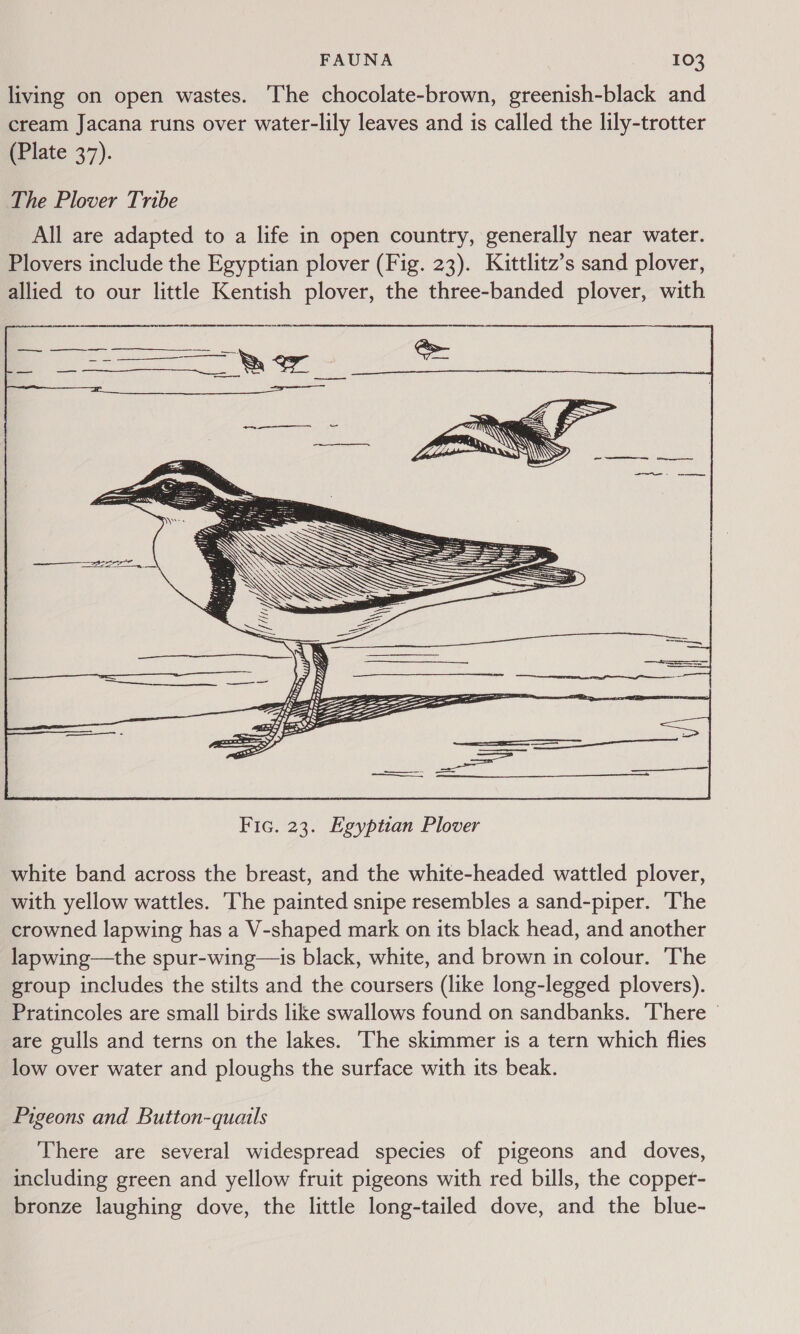 living on open wastes. The chocolate-brown, greenish-black and cream Jacana runs over water-lily leaves and is called the lily-trotter (Plate 37).  Fic. 23. Egyptian Plover white band across the breast, and the white-headed wattled plover, with yellow wattles. The painted snipe resembles a sand-piper. The crowned lapwing has a V-shaped mark on its black head, and another lapwing—the spur-wing—is black, white, and brown in colour. The group includes the stilts and the coursers (like long-legged plovers). Pratincoles are small birds like swallows found on sandbanks. ‘There | are gulls and terns on the lakes. ‘The skimmer is a tern which flies low over water and ploughs the surface with its beak. Pigeons and Button-quails There are several widespread species of pigeons and doves, including green and yellow fruit pigeons with red bills, the copper- bronze laughing dove, the little long-tailed dove, and the blue-