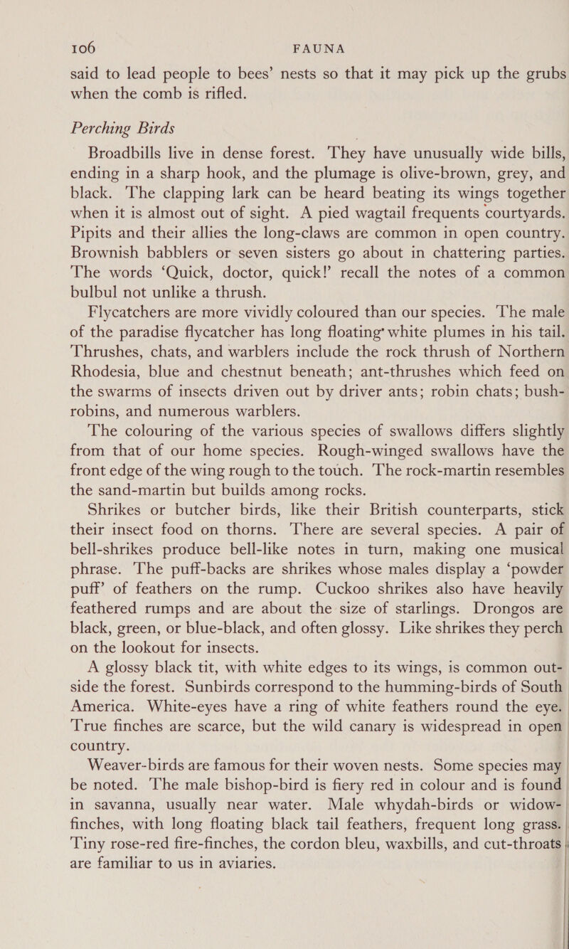 said to lead people to bees’ nests so that it may pick up the grubs when the comb is rifled. Perching Birds | Broadbills live in dense forest. ‘They have unusually wide bills, ending in a sharp hook, and the plumage is olive-brown, grey, and black. The clapping lark can be heard beating its wings together when it is almost out of sight. A pied wagtail frequents courtyards. Pipits and their allies the long-claws are common in open country. Brownish babblers or seven sisters go about in chattering parties. The words ‘Quick, doctor, quick!’ recall the notes of a common bulbul not unlike a thrush. Flycatchers are more vividly coloured than our species. ‘The male of the paradise flycatcher has long floating’ white plumes in his tail. Thrushes, chats, and warblers include the rock thrush of Northern Rhodesia, blue and chestnut beneath; ant-thrushes which feed on the swarms of insects driven out by driver ants; robin chats; bush- robins, and numerous warblers. The colouring of the various species of swallows differs slightly from that of our home species. Rough-winged swallows have the front edge of the wing rough to the touch. The rock-martin resembles the sand-martin but builds among rocks. Shrikes or butcher birds, like their British counterparts, stick their insect food on thorns. There are several species. A pair of bell-shrikes produce bell-like notes in turn, making one musical phrase. The puff-backs are shrikes whose males display a ‘powder puff’ of feathers on the rump. Cuckoo shrikes also have heavily feathered rumps and are about the size of starlings. Drongos are black, green, or blue-black, and often glossy. Like shrikes they perch on the lookout for insects. A glossy black tit, with white edges to its wings, is common out- side the forest. Sunbirds correspond to the humming-birds of South America. White-eyes have a ring of white feathers round the eye. True finches are scarce, but the wild canary is widespread in open country. Weaver-birds are famous for their woven nests. Some species may be noted. he male bishop-bird is fiery red in colour and is found in savanna, usually near water. Male whydah-birds or widow- | finches, with long floating black tail feathers, frequent long grass. | Tiny rose-red fire-finches, the cordon bleu, waxbills, and cut-throats are familiar to us in aviaries.