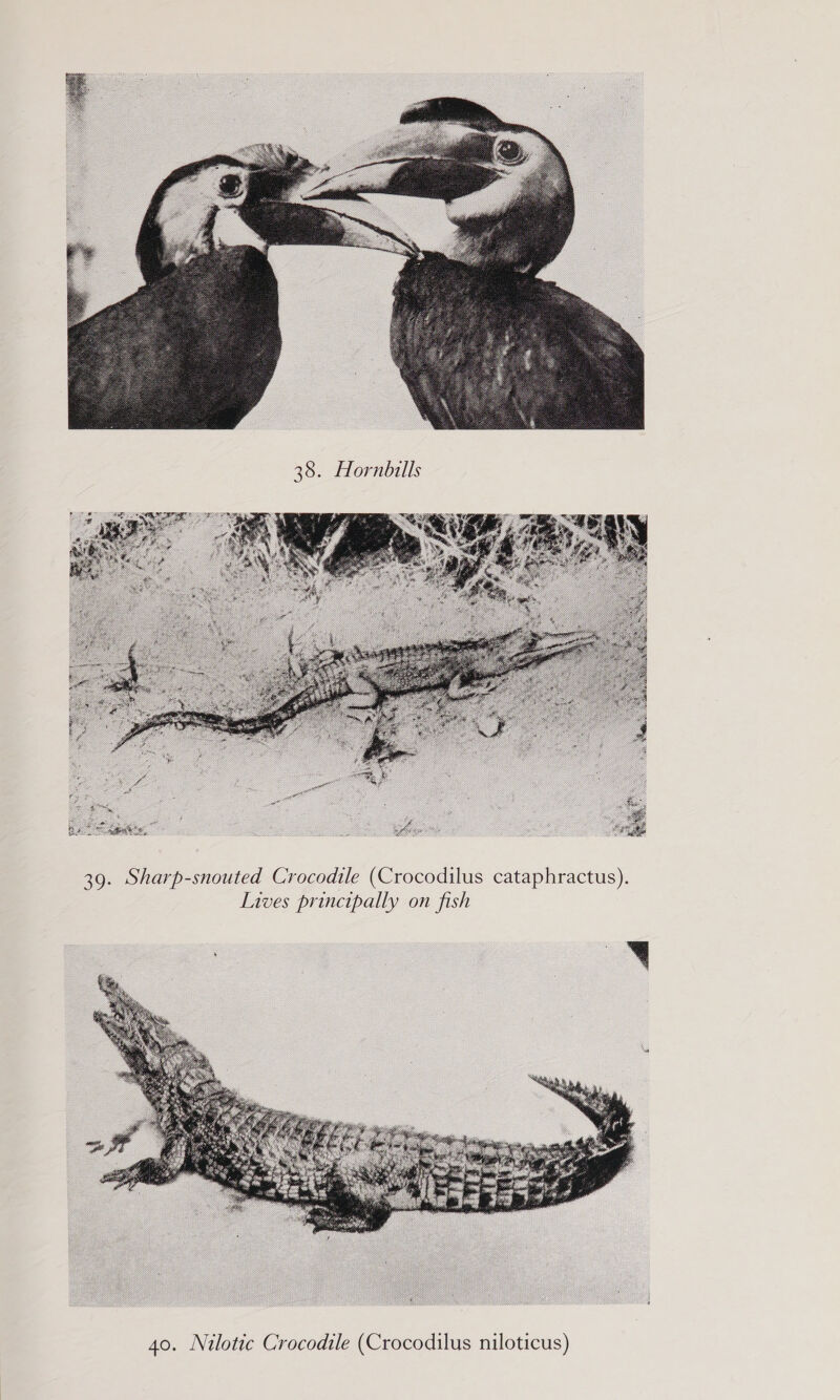  38. Hornbills  39. Sharp-snouted Crocodile (Crocodilus cataphractus),. Lives principally on fish 