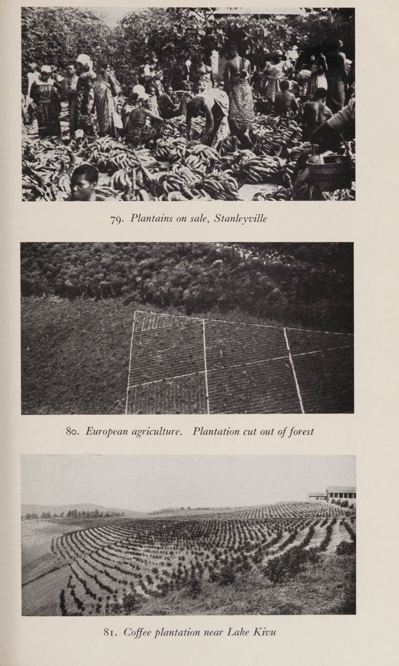  aks... 79. Plantains on sale, Stanleyville  80. European agriculture. Plantation cut out of forest 