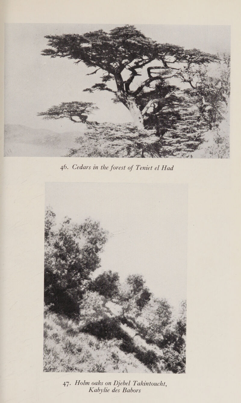  46. Cedars in the forest of Teniet el Had 