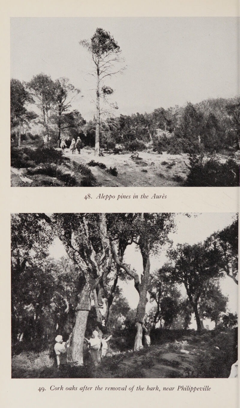  Bee se 48. Aleppo pines in the Aures 