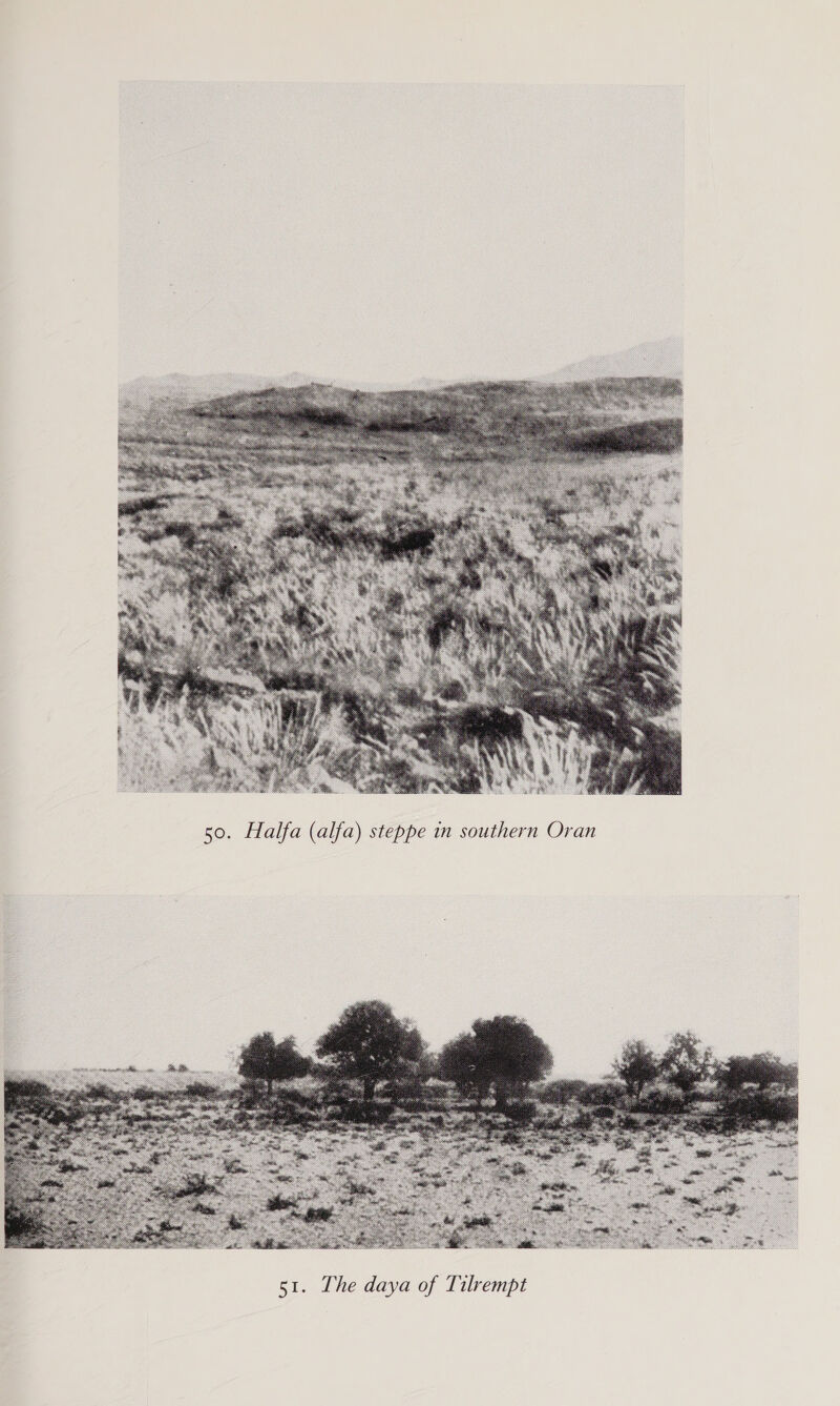  50. Halfa (alfa) steppe in southern Oran 