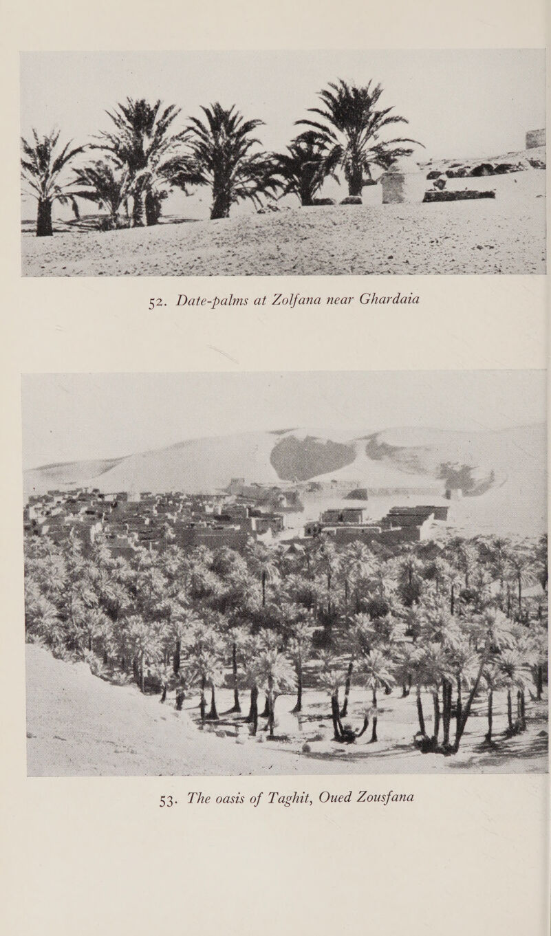  52. Date-palms at Zolfana near Ghardaa 