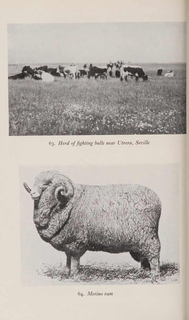  63. Herd of fighting bulls near Utrera, Seville 