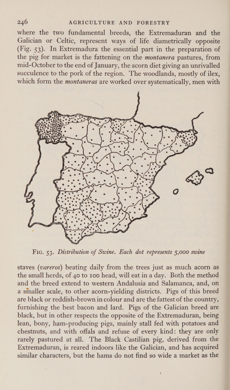 where the two fundamental breeds, the Extremaduran and the Galician or Celtic, represent ways of life diametrically opposite (Fig. 53). In Extremadura the essential part in the preparation of the pig for market is the fattening on the montanera pastures, from mid-October to the end of January, the acorn diet giving an unrivalled succulence to the pork of the region. The woodlands, mostly of ilex, which form the montaneras are worked over systematically, men with  staves (vareros) beating daily from the trees just as much acorn as the small herds, of 40 to 100 head, will eat ina day. Both the method and the breed extend to western Andalusia and Salamanca, and, on a smaller scale, to other acorn-yielding districts. Pigs of this breed are black or reddish-brown in colour and are the fattest of the country, furnishing the best bacon and lard. Pigs of the Galician breed are black, but in other respects the opposite of the Extremaduran, being lean, bony, ham-producing pigs, mainly stall fed with potatoes and chestnuts, and with offals and refuse of every kind: they are only rarely pastured at all. The Black Castilian pig, derived from the Extremaduran, is reared indoors like the Galician, and has acquired similar characters, but the hams do not find so wide a market as the