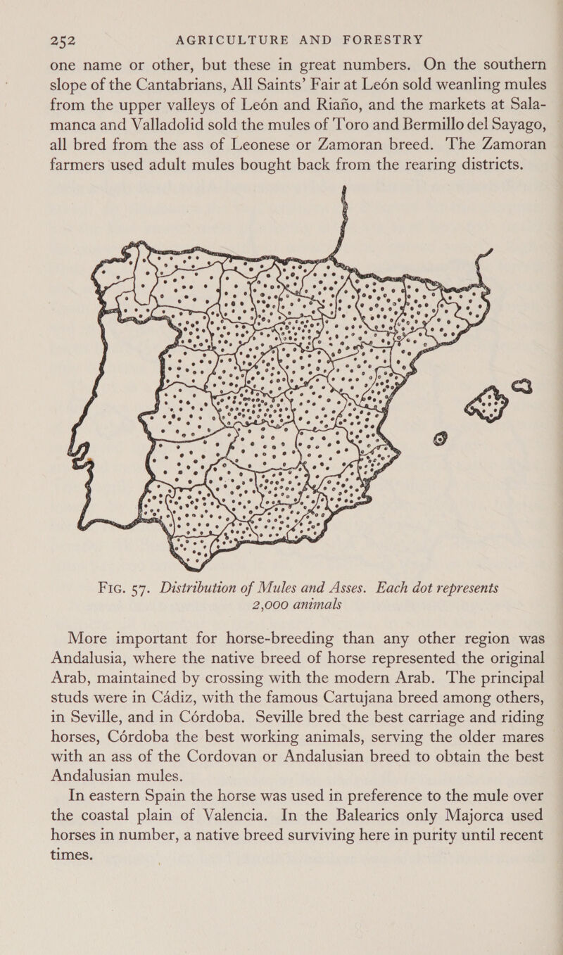 one name or other, but these in great numbers. On the southern slope of the Cantabrians, All Saints’ Fair at Leén sold weanling mules from the upper valleys of Leén and Riafio, and the markets at Sala- manca and Valladolid sold the mules of 'Toro and Bermillo del Sayago, ~ all bred from the ass of Leonese or Zamoran breed. The Zamoran farmers used adult mules bought back from the rearing districts.  More important for horse-breeding than any other region was Andalusia, where the native breed of horse represented the original Arab, maintained by crossing with the modern Arab. The principal studs were in Cadiz, with the famous Cartujana breed among others, in Seville, and in Cordoba. Seville bred the best carriage and riding horses, Cordoba the best working animals, serving the older mares with an ass of the Cordovan or Andalusian breed to obtain the best Andalusian mules. In eastern Spain the horse was used in preference to the mule over the coastal plain of Valencia. In the Balearics only Majorca used horses in number, a native breed surviving here in purity until recent times.