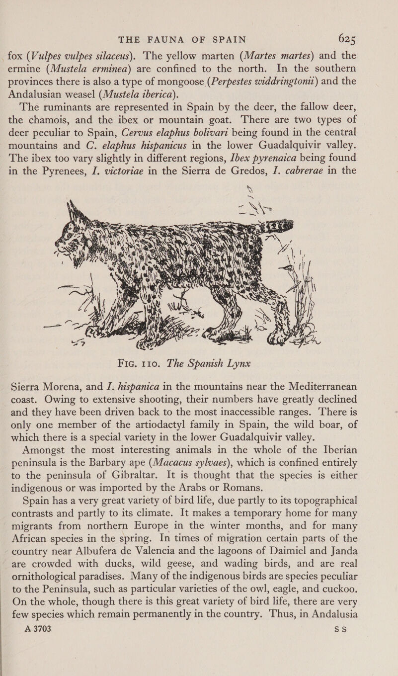 fox (Vulpes vulpes silaceus). The yellow marten (Martes martes) and the ermine (Mustela erminea) are confined to the north. In the southern provinces there is also a type of mongoose (Perpestes widdringtoni) and the Andalusian weasel (Mustela iberica). The ruminants are represented in Spain by the deer, the fallow deer, the chamois, and the ibex or mountain goat. There are two types of deer peculiar to Spain, Cervus elaphus bolivari being found in the central mountains and C. elaphus hispanicus in the lower Guadalquivir valley. The ibex too vary slightly in different regions, Ibex pyrenaica being found in the Pyrenees, J. victoriae in the Sierra de Gredos, I. cabrerae in the  Sierra Morena, and J. hispanica in the mountains near the Mediterranean coast. Owing to extensive shooting, their numbers have greatly declined and they have been driven back to the most inaccessible ranges. There is only one member of the artiodactyl family in Spain, the wild boar, of which there is a special variety in the lower Guadalquivir valley. Amongst the most interesting animals in the whole of the Iberian peninsula is the Barbary ape (Macacus sylvaes), which is confined entirely to the peninsula of Gibraltar. It is thought that the species is either indigenous or was imported by the Arabs or Romans. Spain has a very great variety of bird life, due partly to its topographical contrasts and partly to its climate. It makes a temporary home for many migrants from northern Europe in the winter months, and for many African species in the spring. In times of migration certain parts of the country near Albufera de Valencia and the lagoons of Daimiel and Janda are crowded with ducks, wild geese, and wading birds, and are real ornithological paradises. Many of the indigenous birds are species peculiar to the Peninsula, such as particular varieties of the owl, eagle, and cuckoo. On the whole, though there is this great variety of bird life, there are very few species which remain permanently in the country. ‘Thus, in Andalusia A 3703 SS