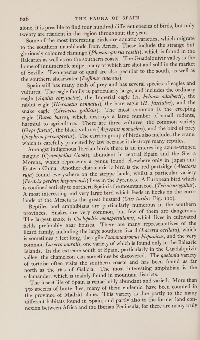 alone, it is possible to find four hundred different species of birds, but only twenty are resident in the region throughout the year. Some of the most interesting birds are aquatic varieties, which migrate to the southern marshlands from Africa. These include the strange but gloriously coloured flamingo (Phoenicopterus roselis), which is found in the Balearics as well as on the southern coasts. The Guadalquivir valley is the home of innumerable snipe, many of which are shot and sold in the market of Seville. Two species of quail are also peculiar to the south, as well as the southern shearwater (Puffinus cinereus). Spain still has many birds of prey and has several species of eagles and vultures. The eagle family is particularly large, and includes the ordinary eagle (Aquila chrysaetus), the Imperial eagle (A. heliaca adalberti), the rabbit eagle (Hieroaetus pennatus), the hare eagle (H. fasciatus), and the snake eagle (Circaetus gallicus). ‘The most common is the creeping eagle (Buteo buteo), which destroys a large number of small rodents, harmful to agriculture. There are three vultures, the common variety (Gyps fulvus), the black vulture (Aegypius monachus), and the bird of prey (Nephron percnopterus). ‘The carrion group of birds also includes the crane, which is carefully protected by law because it destroys many reptiles. Amongst indigenous Iberian birds there is an interesting azure-winged magpie (Cyanopolius Cook), abundant in central Spain and the Sierra Morena, which represents a genus found elsewhere only in Japan and Eastern China. Another characteristic bird is the red partridge (Alectoris ruja) found everywhere on the steppe lands, whilst a particular variety (Perdrix perdrix hispaniensis) lives in the Pyrenees. A European bird which is confined entirely to northern Spain is the mountain cock (Teirao urogallus). A most interesting and very large bird which feeds in flocks on the corn- lands of the Meseta is the great bustard (Otis tarda; Fig. tir). Reptiles and amphibians are particularly numerous in the southern provinces. Snakes are very common, but few of them are dangerous. The largest snake is Coelopeltis monspessulanus, which lives in cultivated fields preferably near houses. There are many representatives of the lizard family, including the large southern lizard (Lacerta ocellata), which is sometimes 3 feet long, the agile Psammadromus hispanicus, and the very common Lacerta muralis, one variety of which is found only in the Balearic Islands. In the extreme south of Spain, particularly in the Guadalquivir valley, the chameleon can sometimes be discovered. The quelonia variety of tortoise often visits the southern coasts and has been found as far north as the rias of Galicia. The most interesting amphibian is the salamander, which is mainly found in mountain districts. The insect life of Spain is remarkably abundant and varied. More than 350 species of butterflies, many of them endemic, have been counted in the province of Madrid alone. This variety is due partly to the many different habitats found in Spain, and partly also to the former land con- nexion between Africa and the Iberian Peninsula, for there are many truly