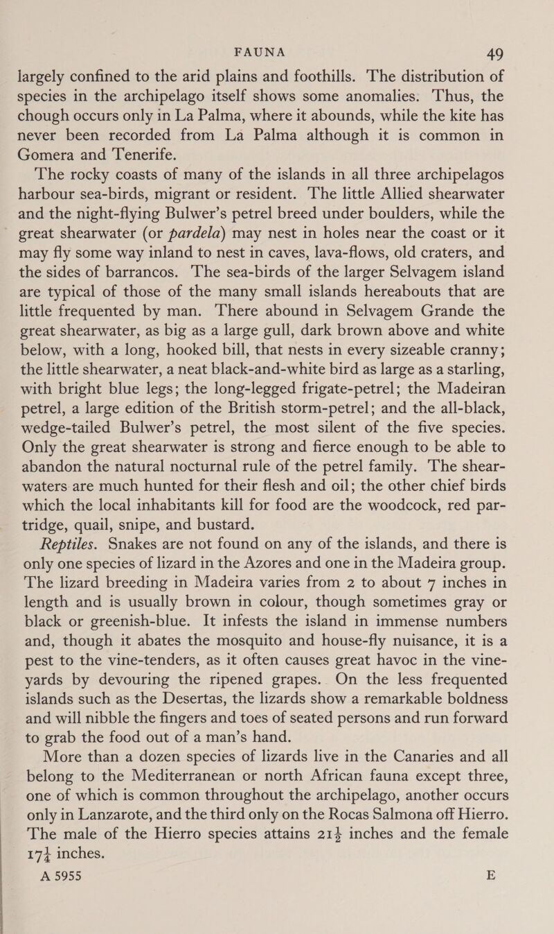 largely confined to the arid plains and foothills. The distribution of species in the archipelago itself shows some anomalies. ‘Thus, the chough occurs only in La Palma, where it abounds, while the kite has never been recorded from La Palma although it is common in Gomera and Tenerife. The rocky coasts of many of the islands in all three archipelagos harbour sea-birds, migrant or resident. The little Allied shearwater and the night-flying Bulwer’s petrel breed under boulders, while the great shearwater (or pardela) may nest in holes near the coast or it may fly some way inland to nest in caves, lava-flows, old craters, and the sides of barrancos. The sea-birds of the larger Selvagem island are typical of those of the many small islands hereabouts that are little frequented by man. There abound in Selvagem Grande the great shearwater, as big as a large gull, dark brown above and white below, with a long, hooked bill, that nests in every sizeable cranny; the little shearwater, a neat black-and-white bird as large as a starling, with bright blue legs; the long-legged frigate-petrel; the Madeiran petrel, a large edition of the British storm-petrel; and the all-black, -wedge-tailed Bulwer’s petrel, the most silent of the five species. Only the great shearwater is strong and fierce enough to be able to abandon the natural nocturnal rule of the petrel family. The shear- waters are much hunted for their flesh and oil; the other chief birds which the local inhabitants kill for food are the woodcock, red par- tridge, quail, snipe, and bustard. Reptiles. Snakes are not found on any of the islands, and there is only one species of lizard in the Azores and one in the Madeira group. The lizard breeding in Madeira varies from 2 to about 7 inches in length and is usually brown in colour, though sometimes gray or black or greenish-blue. It infests the island in immense numbers and, though it abates the mosquito and house-fly nuisance, it is a pest to the vine-tenders, as it often causes great havoc in the vine- yards by devouring the ripened grapes. On the less frequented islands such as the Desertas, the lizards show a remarkable boldness and will nibble the fingers and toes of seated persons and run forward to grab the food out of a man’s hand. More than a dozen species of lizards live in the Canaries and all belong to the Mediterranean or north African fauna except three, one of which is common throughout the archipelago, another occurs only in Lanzarote, and the third only on the Rocas Salmona off Hierro. The male of the Hierro species attains 214 inches and the female 17+ inches. A 5955 E