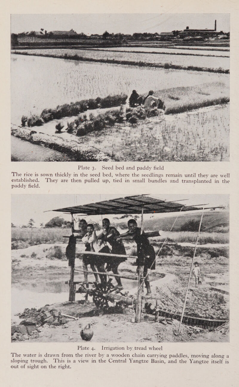  Plate 3. Seed bed and paddy field The rice is sown thickly in the seed bed, where the seedlings remain until they are well established. They are then pulled up, tied in small bundles and transplanted in the paddy field.  The water is drawn from the river by a wooden chain carrying paddles, moving along a sloping trough. ‘This is a view in the Central Yangtze Basin, and the Yangtze itself is out of sight on the right.