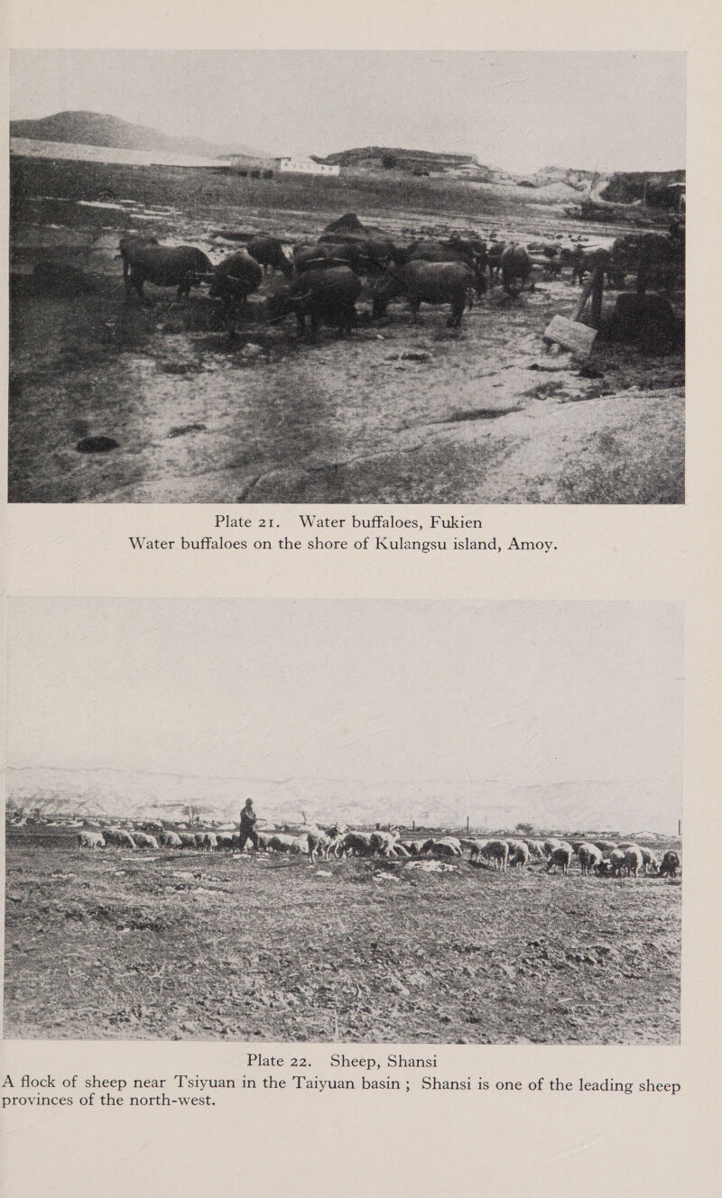  Plate 21. Water buffaloes, Fukien Water buffaloes on the shore of Kulangsu island, Amoy. 