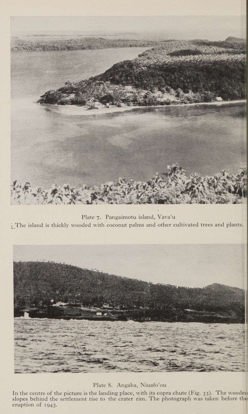   Plate 7. Pangaimotu island, Vava‘u |The island is thickly wooded with coconut palms and other cultivated trees and plants. ae mm mors  