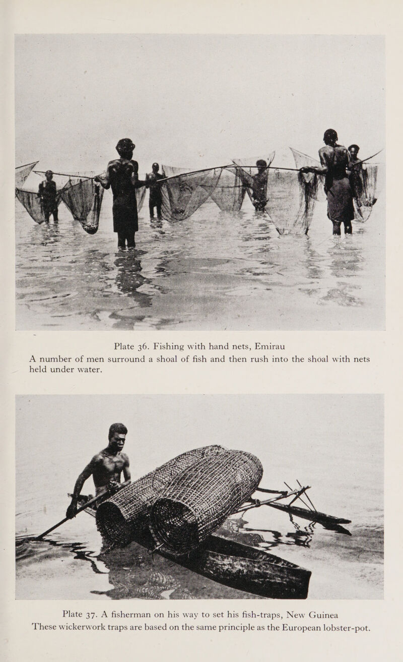  Plate 36. Fishing with hand nets, Emirau A number of men surround a shoal of fish and then rush into the shoal with nets held under water.  ‘These wickerwork traps are based on the same principle as the European lobster-pot.