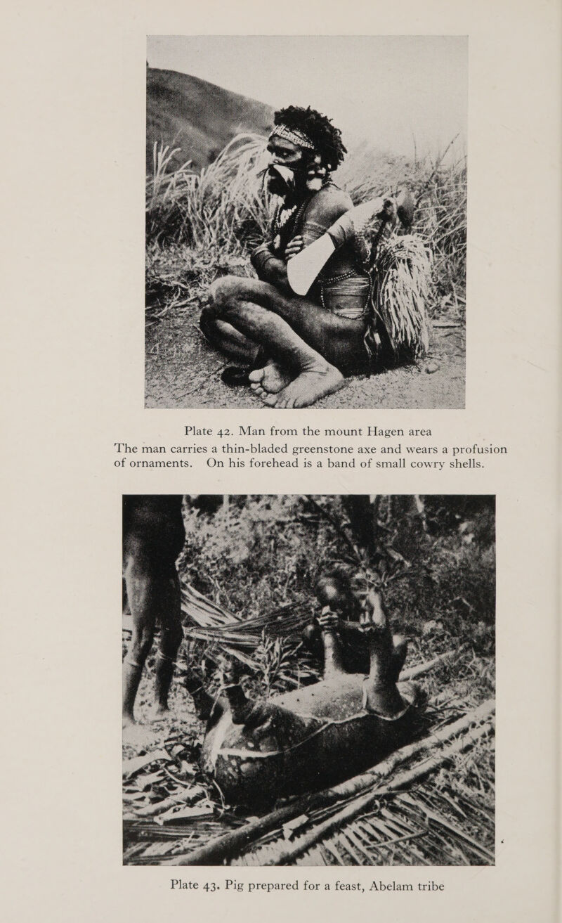  Plate 42. Man from the mount Hagen area The man carries a thin-bladed greenstone axe and wears a profusion of ornaments. On his forehead is a band of small cowry shells. 