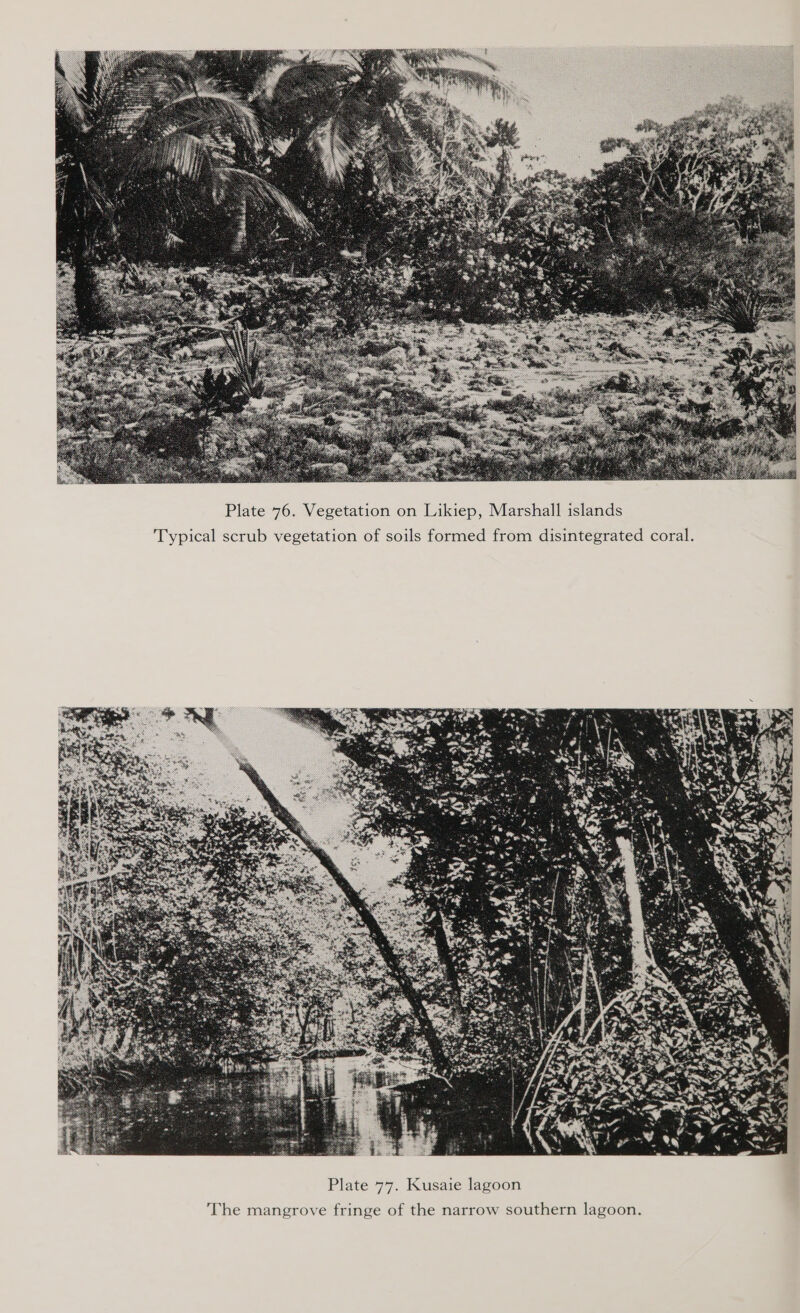  islands Marshall iep, k ion of soils formed from d i L 10n on Vegetati . 76 Plate 1 scrub integrated coral. 1S vegetat 1Ca . Typ  goon la te 77. Kusaie inge of the narrow a Pi ove fr agoon southern | The mangr