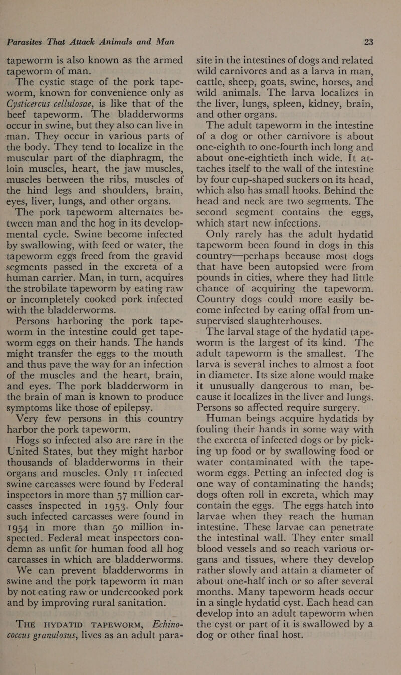 tapeworm is also known as the armed tapeworm of man. The cystic stage of the pork tape- worm, known for convenience only as Cysticercus cellulosae, is like that of the beef tapeworm. The bladderworms occur in swine, but they also can live in man. They occur in various parts of the body. They tend to localize in the muscular part of the diaphragm, the loin muscles, heart, the jaw muscles, muscles between the ribs, muscles of the hind legs and shoulders, brain, eyes, liver, lungs, and other organs. The pork tapeworm alternates be- tween man and the hog in its develop- mental cycle. Swine become infected by swallowing, with feed or water, the tapeworm eggs freed from the gravid segments passed in the excreta of a human carrier. Man, in turn, acquires the strobilate tapeworm by eating raw or incompletely cooked pork infected with the bladderworms. Persons harboring the pork tape- worm in the intestine could get tape- worm eggs on their hands. The hands might transfer the eggs to the mouth and thus pave the way for an infection of the muscles and the heart, brain, and eyes. The pork bladderworm in the brain of man is known to produce symptoms like those of epilepsy. Very few persons in this country harbor the pork tapeworm. Hogs so infected also are rare in the United States, but they might harbor thousands of bladderworms in their organs and muscles. Only 11 infected swine carcasses were found by Federal inspectors in more than 57 million car- casses inspected in 1953. Only four such infected carcasses were found in 1954 in more than 50 million in- spected. Federal meat inspectors con- _demn as unfit for human food all hog carcasses in which are bladderworms. We can prevent bladderworms in swine and the pork tapeworm in man by not eating raw or undercooked pork and by improving rural sanitation. THE HYDATID TAPEWORM, Echino- coccus granulosus, lives as an adult para- site in the intestines of dogs and related wild carnivores and as a larva in man, cattle, sheep, goats, swine, horses, and wild animals. The larva localizes in the liver, lungs, spleen, kidney, brain, and other organs. The adult tapeworm in the intestine of a dog or other carnivore is about one-eighth to one-fourth inch long and about one-eightieth inch wide. It at- taches itself to the wall of the intestine by four cup-shaped suckers on its head, which also has small hooks. Behind the head and neck are two segments. The second segment contains the eggs, which start new infections. Only rarely has the adult hydatid tapeworm been found in dogs in this country—perhaps because most dogs that have been autopsied were from pounds in cities, where they had little chance of acquiring the tapeworm. Country dogs could more easily be- come infected by eating offal from un- supervised slaughterhouses. The larval stage of the hydatid tape- worm is the largest of its kind. The adult tapeworm is the smallest. The larva is several inches to almost a foot in diameter. Its size alone would make it unusually dangerous to man, be- cause it localizes in the liver and lungs. Persons so affected require surgery. Human beings acquire hydatids by fouling their hands in some way with the excreta of infected dogs or by pick- ing up food or by swallowing food or water contaminated with the tape- worm eggs. Petting an infected dog is one way of contaminating the hands; dogs often roll in excreta, which may contain the eggs. The eggs hatch into larvae when they reach the human intestine. These larvae can penetrate the intestinal wall. They enter small blood vessels and so reach various or- gans and tissues, where they develop rather slowly and attain a diameter of about one-half inch or so after several months. Many tapeworm heads occur in a single hydatid cyst. Each head can develop into an adult tapeworm when the cyst or part of it is swallowed by a dog or other final host.