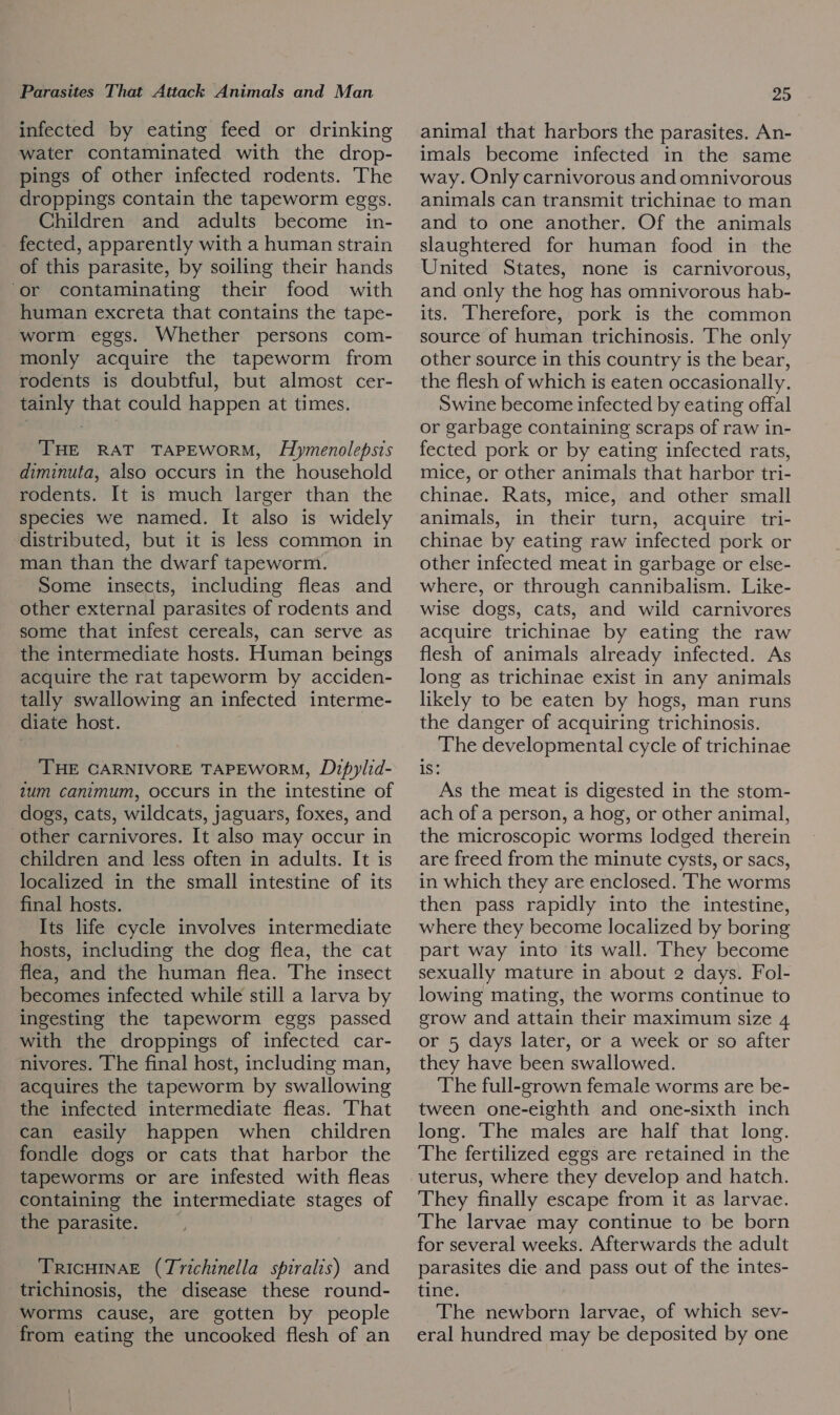 infected by eating feed or drinking water contaminated with the drop- pings of other infected rodents. The droppings contain the tapeworm eggs. Children and adults become in- fected, apparently with a human strain of this parasite, by soiling their hands or contaminating their food with human excreta that contains the tape- worm eggs. Whether persons com- monly acquire the tapeworm from rodents is doubtful, but almost cer- tainly that could happen at times. THE RAT TAPEWORM, Hymenolepsis diminuta, also occurs in the household rodents. It is much larger than the species we named. It also is widely distributed, but it is less common in man than the dwarf tapeworm. Some insects, including fleas and other external parasites of rodents and some that infest cereals, can serve as the intermediate hosts. Human beings acquire the rat tapeworm by acciden- tally swallowing an infected interme- diate host. ‘THE CARNIVORE TAPEWORM, Dipylid- 1um canimum, occurs in the intestine of dogs, cats, wildcats, jaguars, foxes, and other carnivores. It also may occur in children and less often in adults. It is localized in the small intestine of its final hosts. Its life cycle involves intermediate hosts, including the dog flea, the cat flea, and the human flea. The insect becomes infected while still a larva by ingesting the tapeworm eggs passed with the droppings of infected car- nivores. The final host, including man, acquires the tapeworm by swallowing the infected intermediate fleas. That can easily happen when children fondle dogs or cats that harbor the tapeworms or are infested with fleas containing the intermediate stages of the parasite. TRICHINAE (Trichinella spiralis) and trichinosis, the disease these round- worms cause, are gotten by people from eating the uncooked flesh of an animal that harbors the parasites. An- imals become infected in the same way. Only carnivorous and omnivorous animals can transmit trichinae to man and to one another. Of the animals slaughtered for human food in the United States, none is carnivorous, and only the hog has omnivorous hab- its. Therefore, pork is the common source of human trichinosis. The only other source in this country is the bear, the flesh of which is eaten occasionally. Swine become infected by eating offal or garbage containing scraps of raw in- fected pork or by eating infected rats, mice, or other animals that harbor tri- chinae. Rats, mice, and other small animals, in their turn, acquire tri- chinae by eating raw infected pork or other infected meat in garbage or else- where, or through cannibalism. Like- wise dogs, cats, and wild carnivores acquire trichinae by eating the raw flesh of animals already infected. As long as trichinae exist in any animals likely to be eaten by hogs, man runs the danger of acquiring trichinosis. The developmental cycle of trichinae is: As the meat is digested in the stom- ach of a person, a hog, or other animal, the microscopic worms lodged therein are freed from the minute cysts, or sacs, in which they are enclosed. ‘The worms then pass rapidly into the intestine, where they become localized by boring part way into its wall. They become sexually mature in about 2 days. Fol- lowing mating, the worms continue to grow and attain their maximum size 4 or 5 days later, or a week or so after they have been swallowed. The full-grown female worms are be- tween one-eighth and one-sixth inch long. The males are half that long. The fertilized eggs are retained in the uterus, where they develop and hatch. They finally escape from it as larvae. The larvae may continue to be born for several weeks. Afterwards the adult parasites die and pass out of the intes- tine. The newborn larvae, of which sev- eral hundred may be deposited by one