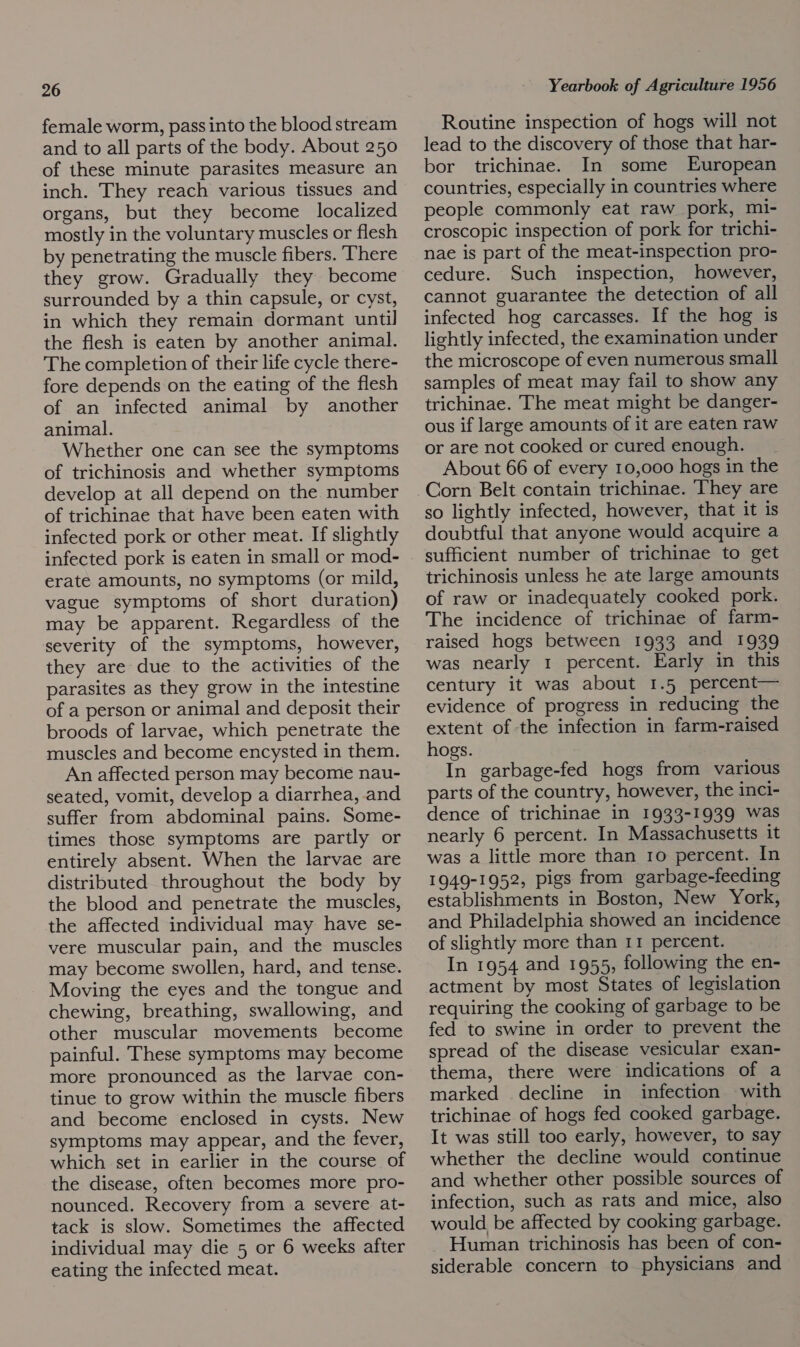 female worm, pass into the blood stream and to all parts of the body. About 250 of these minute parasites measure an inch. They reach various tissues and organs, but they become localized mostly in the voluntary muscles or flesh by penetrating the muscle fibers. ‘There they grow. Gradually they become surrounded by a thin capsule, or cyst, in which they remain dormant until the flesh is eaten by another animal. The completion of their life cycle there- fore depends on the eating of the flesh of an infected animal by another animal. Whether one can see the symptoms of trichinosis and whether symptoms develop at all depend on the number of trichinae that have been eaten with infected pork or other meat. If slightly infected pork is eaten in small or mod- erate amounts, no symptoms (or mild, vague symptoms of short duration) may be apparent. Regardless of the severity of the symptoms, however, they are due to the activities of the parasites as they grow in the intestine of a person or animal and deposit their broods of larvae, which penetrate the muscles and become encysted in them. An affected person may become nau- seated, vomit, develop a diarrhea, and suffer from abdominal pains. Some- times those symptoms are partly or entirely absent. When the larvae are distributed throughout the body by the blood and penetrate the muscles, the affected individual may have se- vere muscular pain, and the muscles may become swollen, hard, and tense. Moving the eyes and the tongue and chewing, breathing, swallowing, and other muscular movements become painful. These symptoms may become more pronounced as the larvae con- tinue to grow within the muscle fibers and become enclosed in cysts. New symptoms may appear, and the fever, which set in earlier in the course of the disease, often becomes more pro- nounced. Recovery from a severe at- tack is slow. Sometimes the affected individual may die 5 or 6 weeks after eating the infected meat. Yearbook of Agriculture 1956 Routine inspection of hogs will not lead to the discovery of those that har- bor trichinae. In some European countries, especially in countries where people commonly eat raw pork, mi- croscopic inspection of pork for trichi- nae is part of the meat-inspection pro- cedure. Such inspection, however, cannot guarantee the detection of all infected hog carcasses. If the hog is lightly infected, the examination under the microscope of even numerous small samples of meat may fail to show any trichinae. The meat might be danger- ous if large amounts of it are eaten raw or are not cooked or cured enough. About 66 of every 10,000 hogs in the Corn Belt contain trichinae. They are so lightly infected, however, that it is doubtful that anyone would acquire a sufficient number of trichinae to get trichinosis unless he ate large amounts of raw or inadequately cooked pork. The incidence of trichinae of farm- raised hogs between 1933 and 1939 was nearly 1 percent. Early in this century it was about 1.5 percent— evidence of progress in reducing the extent of the infection in farm-raised hogs. In garbage-fed hogs from various parts of the country, however, the inci- dence of trichinae in 1933-1939 was nearly 6 percent. In Massachusetts it was a little more than 10 percent. In 1949-1952, pigs from garbage-feeding establishments in Boston, New York, and Philadelphia showed an incidence of slightly more than 11 percent. In 1954 and 1955, following the en- actment by most States of legislation requiring the cooking of garbage to be fed to swine in order to prevent the spread of the disease vesicular exan- thema, there were indications of a marked decline in infection with trichinae of hogs fed cooked garbage. It was still too early, however, to say whether the decline would continue and whether other possible sources of infection, such as rats and mice, also would be affected by cooking garbage. Human trichinosis has been of con- siderable concern to physicians and