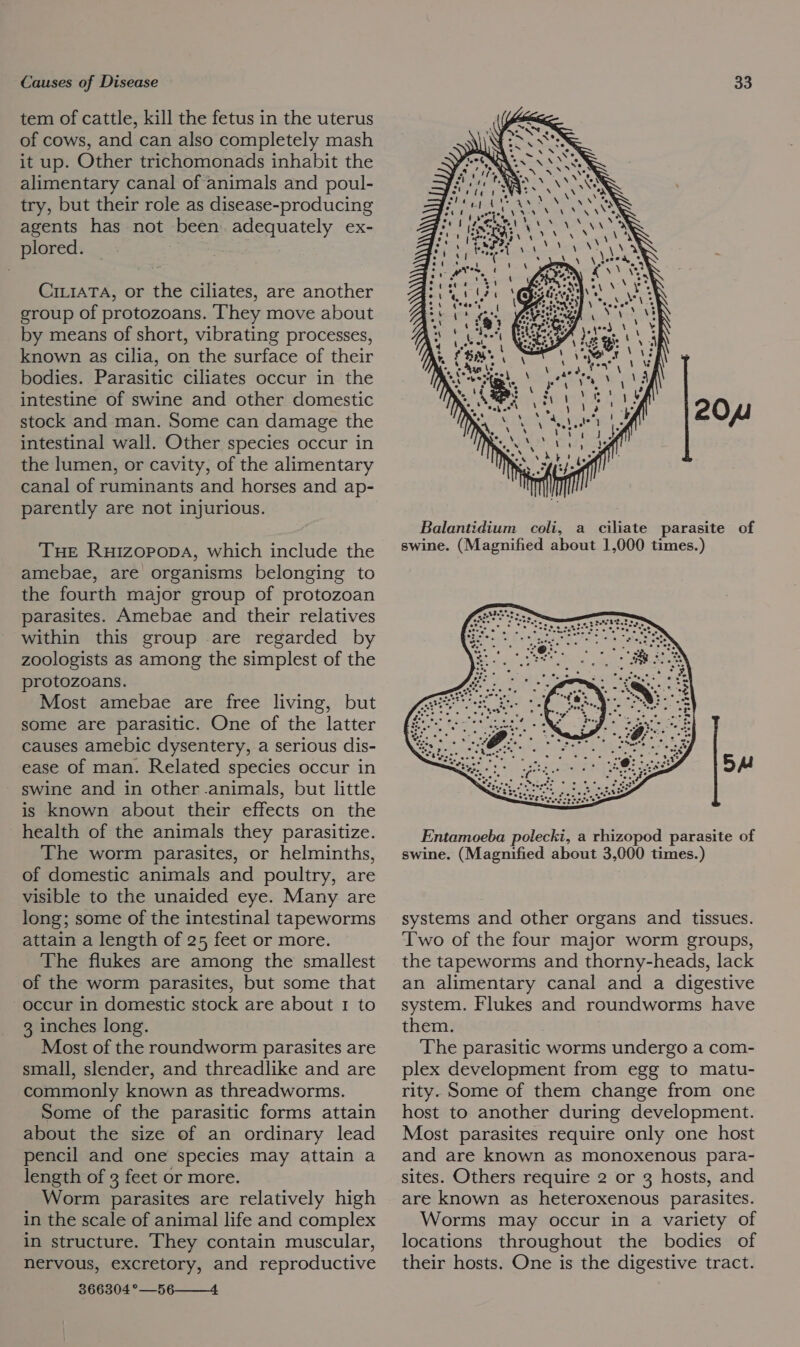 tem of cattle, kill the fetus in the uterus of cows, and can also completely mash it up. Other trichomonads inhabit the alimentary canal of animals and poul- try, but their role as disease-producing agents has not been adequately ex- plored. Cm1ATA, or the ciliates, are another group of protozoans. They move about by means of short, vibrating processes, known as cilia, on the surface of their bodies. Parasitic ciliates occur in the intestine of swine and other domestic stock and man. Some can damage the intestinal wall. Other species occur in the lumen, or cavity, of the alimentary canal of ruminants and horses and ap- parently are not injurious. THE RuizopopaA, which include the amebae, are organisms belonging to the fourth major group of protozoan parasites. Amebae and their relatives within this group are regarded by zoologists as among the simplest of the protozoans. Most amebae are free living, but some are parasitic. One of the latter causes amebic dysentery, a serious dis- ease of man. Related species occur in swine and in other .animals, but little is known about their effects on the health of the animals they parasitize. The worm parasites, or helminths, of domestic animals and poultry, are visible to the unaided eye. Many are long; some of the intestinal tapeworms attain a length of 25 feet or more. The flukes are among the smallest of the worm parasites, but some that occur in domestic stock are about 1 to 3 inches long. Most of the roundworm parasites are small, slender, and threadlike and are commonly known as threadworms. Some of the parasitic forms attain about the size of an ordinary lead pencil and one species may attain a length of 3 feet or more. Worm parasites are relatively high in the scale of animal life and complex in structure. They contain muscular, nervous, excretory, and reproductive 366304 °—56——_-4  Balantidium coli, a ciliate parasite of swine. (Magnified about 1,000 times.)  Entamoeba polecki, a rhizopod parasite of swine. (Magnified about 3,000 times.) systems and other organs and tissues. Two of the four major worm groups, the tapeworms and thorny-heads, lack an alimentary canal and a digestive system. Flukes and roundworms have them. The parasitic worms undergo a com- plex development from egg to matu- rity. Some of them change from one host to another during development. Most parasites require only one host and are known as monoxenous para- sites. Others require 2 or 3 hosts, and are known as heteroxenous parasites. Worms may occur in a variety of locations throughout the bodies of their hosts. One is the digestive tract.