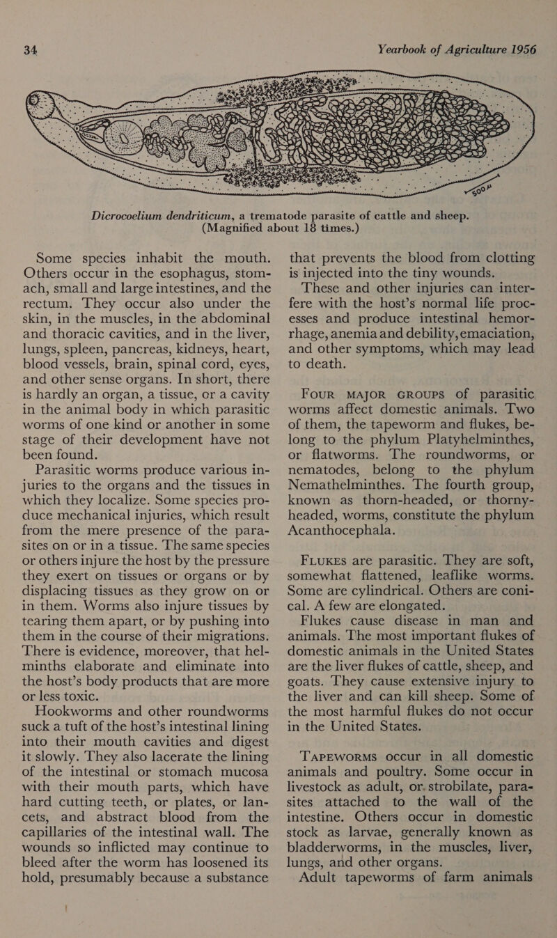 Yearbook of Agriculture 1956  Some species inhabit the mouth. Others occur in the esophagus, stom- ach, small and large intestines, and the rectum. They occur also under the skin, in the muscles, in the abdominal and thoracic cavities, and in the liver, lungs, spleen, pancreas, kidneys, heart, blood vessels, brain, spinal cord, eyes, and other sense organs. In short, there is hardly an organ, a tissue, or a cavity in the animal body in which parasitic worms of one kind or another in some stage of their development have not been found. Parasitic worms produce various in- juries to the organs and the tissues in which they localize. Some species pro- duce mechanical injuries, which result from the mere presence of the para- sites on or in a tissue. The same species or others injure the host by the pressure they exert on tissues or organs or by displacing tissues as they grow on or in them. Worms also injure tissues by tearing them apart, or by pushing into them in the course of their migrations. There is evidence, moreover, that hel- minths elaborate and eliminate into the host’s body products that are more or less toxic. Hookworms and other roundworms suck a tuft of the host’s intestinal lining into their mouth cavities and digest it slowly. They also lacerate the lining of the intestinal or stomach mucosa with their mouth parts, which have hard cutting teeth, or plates, or lan- cets, and abstract blood from the capillaries of the intestinal wall. The wounds so inflicted may continue to bleed after the worm has loosened its hold, presumably because a substance that prevents the blood from clotting is injected into the tiny wounds. These and other injuries can inter- fere with the host’s normal life proc- esses and produce intestinal hemor- rhage, anemia and debility, emaciation, and other symptoms, which may lead to death. FouR MAJOR GRoupPS of parasitic worms affect domestic animals. ‘I'wo of them, the tapeworm and flukes, be- long to the phylum Platyhelminthes, or flatworms. The roundworms, or nematodes, belong to the phylum Nemathelminthes. ‘The fourth group, known as thorn-headed, or thorny- headed, worms, constitute the phylum Acanthocephala. FLUKES are parasitic. ‘They are soft, somewhat flattened, leaflike worms. Some are cylindrical. Others are coni- cal. A few are elongated. Flukes cause disease in man and animals. The most important flukes of domestic animals in the United States are the liver flukes of cattle, sheep, and goats. They cause extensive injury to the liver and can kill sheep. Some of the most harmful flukes do not occur in the United States. TAPEWORMS occur in all domestic animals and poultry. Some occur in livestock as adult, or.strobilate, para- sites attached to the wall of the intestine. Others occur in domestic stock as larvae, generally known as bladderworms, in the muscles, liver, lungs, and other organs. Adult tapeworms of farm animals