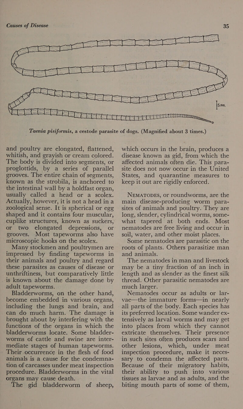7 ph i ea Ma (/ . € y aes |s.nm,  and poultry are elongated, flattened, whitish, and grayish or cream colored. The body is divided into segments, or proglottids, by a series of parallel grooves. [he entire chain of segments, known as the strobila, is anchored to the intestinal wall by a holdfast organ, usually called a head or a scolex. Actually, however, it is not a head ina _ zoological sense. It is spherical or egg shaped and it contains four muscular, cuplike structures, known as suckers, or two elongated depressions, or grooves. Most tapeworms also have microscopic hooks on the scolex. Many stockmen and poultrymen are impressed by finding tapeworms in their animals and poultry and regard these parasites as causes of disease or unthriftiness, but comparatively little is known about the damage done by adult tapeworms. Bladderworms, on the other hand, become embedded in various organs, including the lungs and brain, and can do much harm. The damage is brought about by interfering with the functions of the organs in which the bladderworms locate. Some bladder- worms of cattle and swine are inter- mediate stages of human tapeworms. Their occurrence in the flesh of food animals is a cause for the condemna- tion of carcasses under meat inspection procedure. Bladderworms in the vital organs may cause death. The gid bladderworm of sheep, which occurs in the brain, produces a disease known as gid, from which the affected animals often die. This para- site does not now occur in the United States, and quarantine measures to keep it out are rigidly enforced. NEMATODES, or roundworms, are the main disease-producing worm para- sites of animals and poultry. They are long, slender, cylindrical worms, some- what tapered at both ends. Most nematodes are free living and occur in soil, water, and other moist places. Some nematodes are parasitic on the roots of plants. Others parasitize man and animals. The nematodes in man and livestock may be a tiny fraction of an inch in length and as slender as the finest silk thread. Other parasitic nematodes are much larger. Nematodes occur as adults or lar- vae—the immature forms—in nearly its preferred location. Some wander ex- tensively as larval worms and may get into places from which they cannot extricate themselves. Their presence in such sites often produces scars and other lesions, which, under meat inspection procedure, make it neces- sary to condemn the affected parts. Because of their migratory habits, their ability to push into various tissues as larvae and as adults, and the biting mouth parts of some of them,