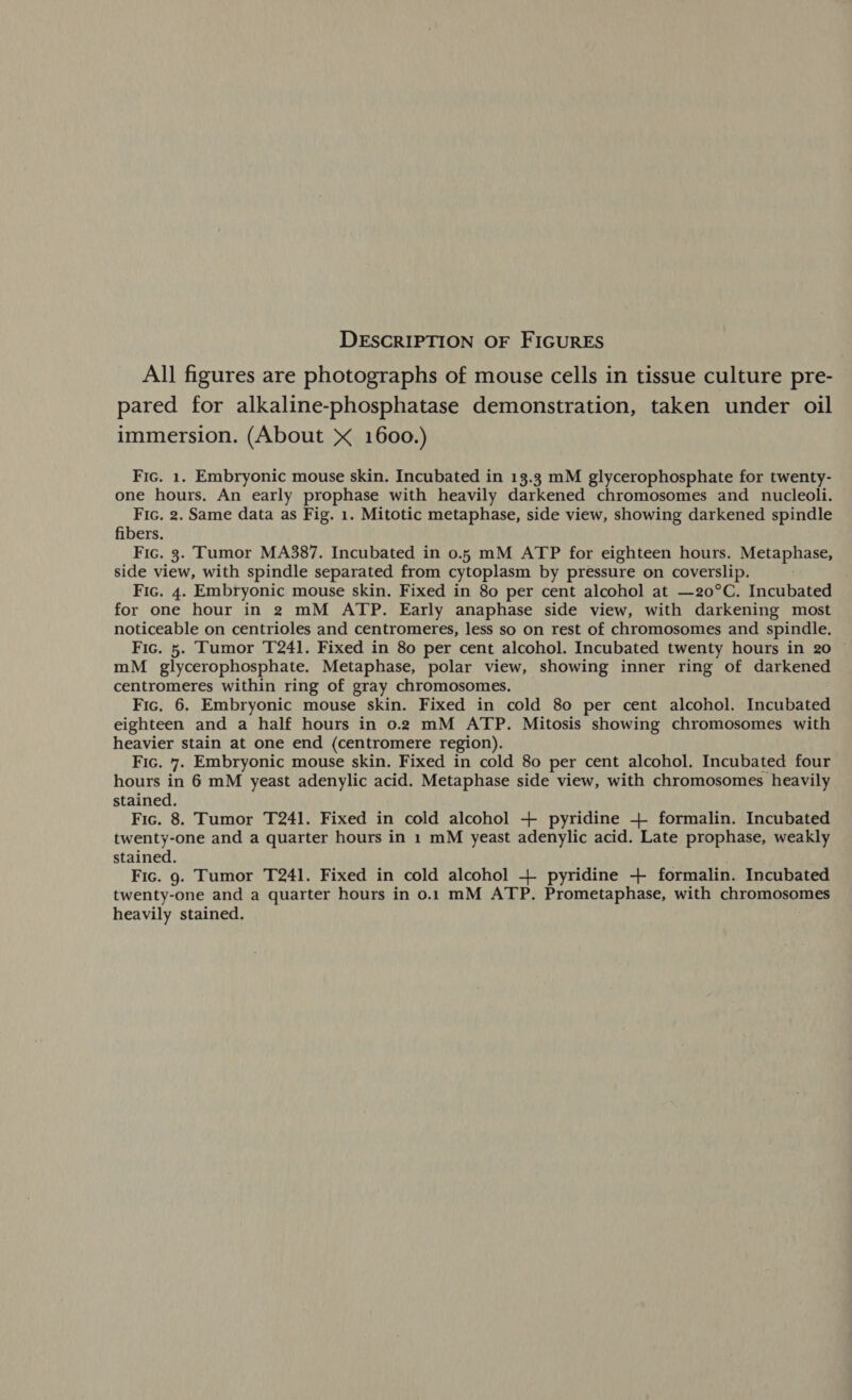 DESCRIPTION OF FIGURES All figures are photographs of mouse cells in tissue culture pre- pared for alkaline-phosphatase demonstration, taken under oil immersion. (About X 1600.) Fic. 1. Embryonic mouse skin. Incubated in 13.3 mM glycerophosphate for twenty- one hours. An early prophase with heavily darkened chromosomes and nucleoli. Fic. 2. Same data as Fig. 1. Mitotic metaphase, side view, showing darkened spindle fibers. Fic. 3. Tumor MA387. Incubated in 0.5 mM ATP for eighteen hours. Se Pome side view, with spindle separated from cytoplasm by pressure on coverslip. Fic. 4. Embryonic mouse skin. Fixed in 80 per cent alcohol at —20°C. Incubated for one hour in 2 mM ATP. Early anaphase side view, with darkening most noticeable on centrioles and centromeres, less so on rest of chromosomes and spindle. Fic. 5. Tumor T241. Fixed in 80 per cent alcohol. Incubated twenty hours in 20 mM _ glycerophosphate. Metaphase, polar view, showing inner ring of darkened centromeres within ring of gray chromosomes. Fic. 6. Embryonic mouse skin. Fixed in cold 80 per cent alcohol. Incubated eighteen and a half hours in 0.2 mM ATP. Mitosis showing chromosomes with heavier stain at one end (centromere region). Fic. 7. Embryonic mouse skin. Fixed in cold 80 per cent alcohol. Incubated four hours in 6 mM yeast adenylic acid. Metaphase side view, with chromosomes heavily stained. Fic. 8. Tumor T241. Fixed in cold alcohol + pyridine + formalin. Incubated twenty-one and a quarter hours in 1 mM yeast adenylic acid. Late prophase, weakly stained. | Fic. 9. Tumor T241. Fixed in cold alcohol + pyridine + formalin. Incubated twenty-one and a quarter hours in 0.1 mM ATP. Prometaphase, with chromosomes heavily stained.