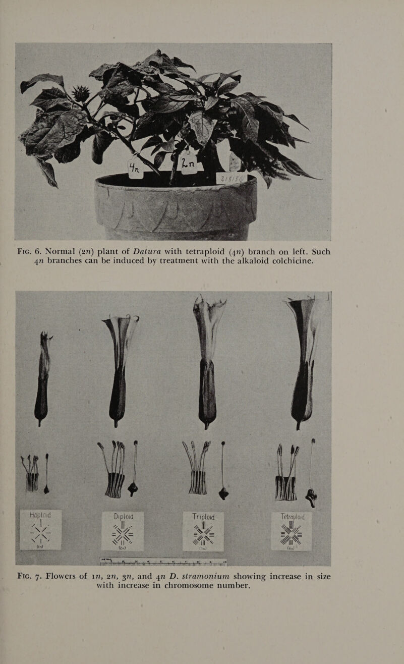 4n branches can be induced by treatment with the alkaloid colchicine. » %, a Fic. 7. Flowers of 1n, 2n, 3n, and 4n D. stramonium showing increase in size with increase in chromosome number. sy