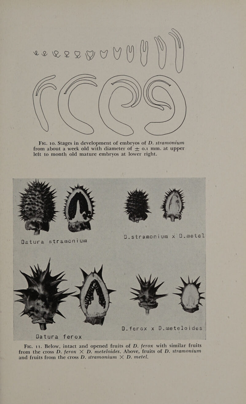 Fic. 10. Stages in development of embryos of D. stramonium from about a week old with diameter of + 0.1 mm. at upper left to month old mature embryos at lower right. O.stramonium x O.metel | . D.ferox x D.meteloides— Datura ferox | Fic. 11. Below, intact and opened fruits of D. ferox with similar fruits from the cross D. ferox X D. meteloides. Above, fruits of D. stramonium and fruits from the cross D. stramonium X D. metel.