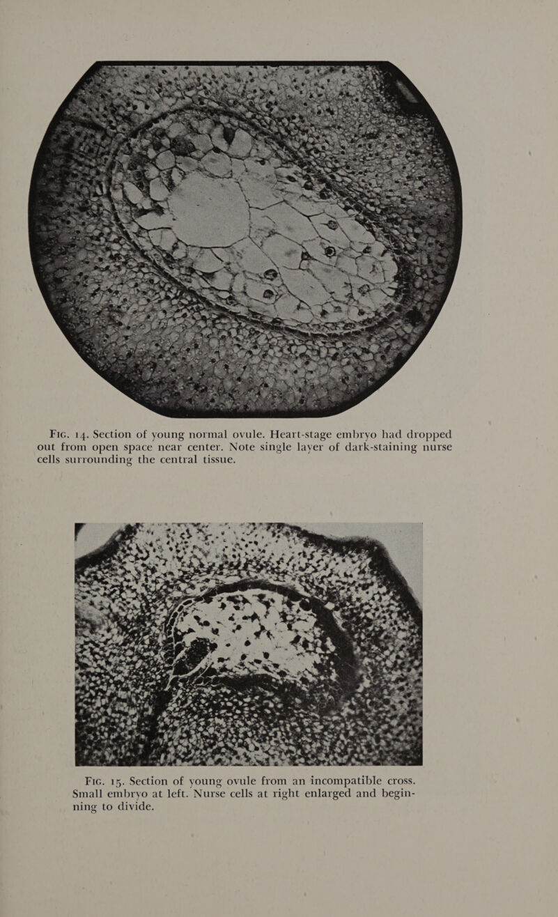 Fic. 14. Section of young normal ovule. Heart-stage embryo had dropped out from open space near center. Note single layer of dark-staining nurse cells surrounding the central tissue.