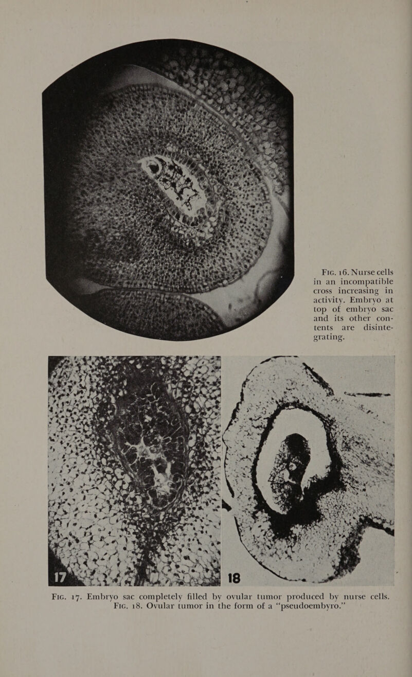 Fic. 16. Nurse cells in an incompatible cross increasing in activity. Embryo at top of embryo sac and its other con- tents are disinte- erating.  