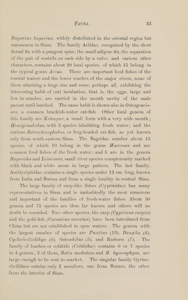 Bagarius bagarius, widely distributed in the oriental region but uncommon in Siam. The family Ariidae, recognized by the short dorsal fin with a pungent spine, the small adipose fin, the separation of the pair of nostrils on each side by a valve, and various other characters, contains about 20 local species, of which 15 belong in the typical genus Arius. These are important food fishes of the coastal waters and the lower reaches of the major rivers, some of them attaining a large size and some, perhaps all, exhibiting the interesting habit of cral incubation, that is, the eggs, large and few in number, are carried in the mouth cavity of the male parent until hatched. The same habit is shown also in Osteogeneio- sus, a common brackish-water cat-fish, Other local genera of this family are Keéengus, a small form with a very wide mouth ; Hemipimelodus, with 8 species inhabiting fresh water; and the curious Batrachocephalus, or frog-headed cat-fish, as yet known only from south-eastern Siam. The Bagridae number about 15 species, of which 10 belong in the genus Macrones and are common food fishes of the fresh water; and 5 are in the genera Bagroides and Leiocassis, small river species conspicuously marked with black and white areas in large pattern. The last family, Amblycipitidae, contains a single species under 12 cm. long, known from India and Burma and from a single locality in central Siam. The large family of carp-like fishes (Cyprinidae) has many representatives in Siam and is undoubtedly the most numerous and important of the families of fresh-water fishes. About 30 genera and 75 species are thus far known and others will no doubt be recorded. Two other species, the carp (Cyprinus carpio) and the gold-fish (Carassius auratus), have been introduced from China but are not established in open waters. The genera with the largest number of species are Puntius (13), Dangila (6), Cyclocheilichthys (6), Osteochilus (5), and Rasbora (7). The family of loaches or cobitids (Cobitidae} contains 6 or 7 species in 4 genera; 2 of them, Botia modestan and B. hymeophysa, are large enough to be sent to market. The singular family Gyrino- cheilidaec ontains only 2 members, one from Borneo, the other from the interior of Siam,