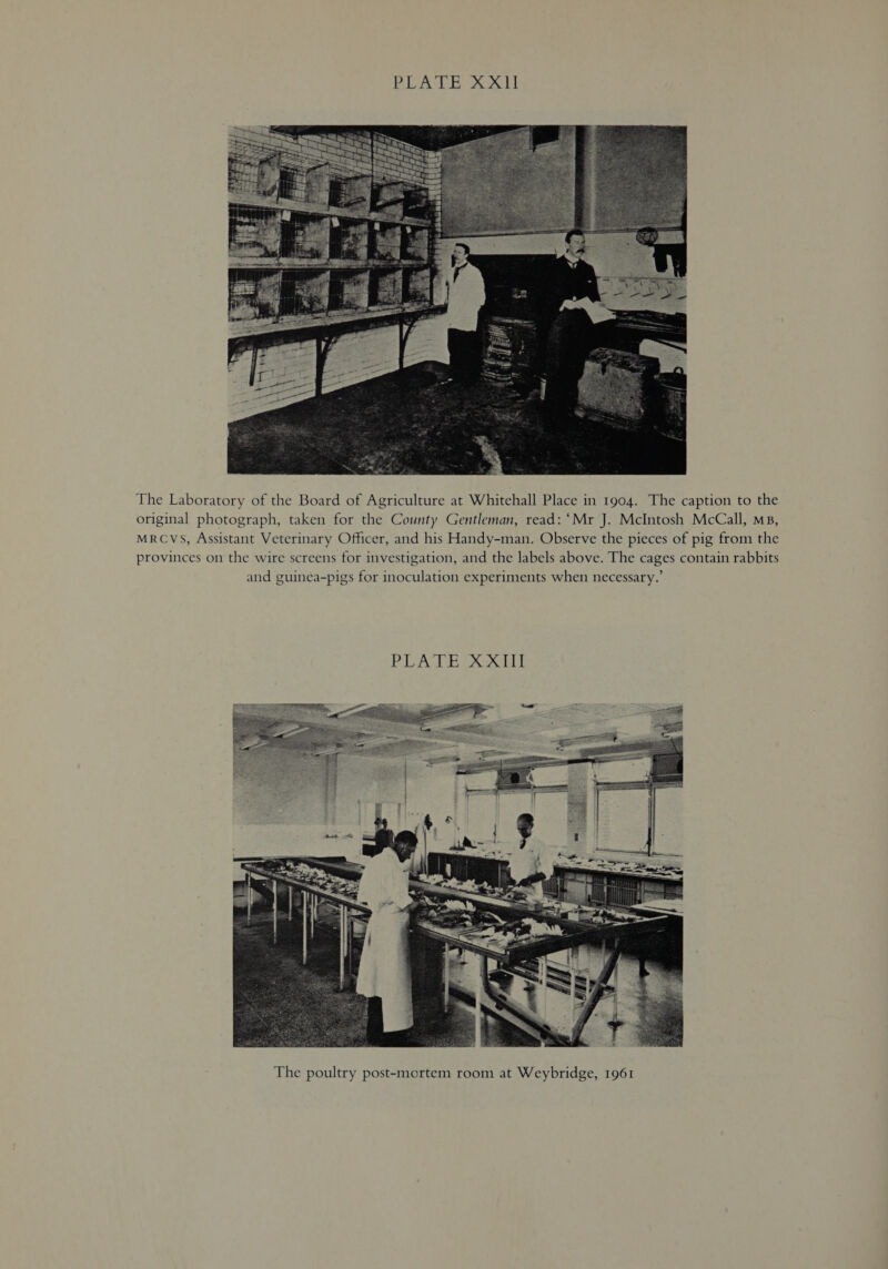  The Laboratory of the Board of Agriculture at Whitehall Place in 1904. The caption to the original photograph, taken for the County Gentleman, read: ‘Mr J. McIntosh McCall, ms, MRCVS, Assistant Veterinary Officer, and his Handy-man. Observe the pieces of pig from the provinces on the wire screens for investigation, and the labels above. The cages contain rabbits and guinea-pigs for inoculation experiments when necessary.’ PLACE X XT 