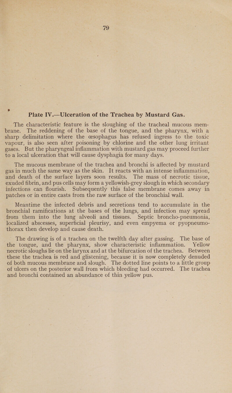 Plate IV.—Ulceration of the Trachea by Mustard Gas. The characteristic feature is the sloughing of the tracheal mucous mem- brane. The reddening of the base of the tongue, and the pharynx, with a sharp delimitation where the cesophagus has refused ingress to the toxic vapour, is also seen after poisoning by chlorine and the other lung irritant gases. But the pharyngeal inflammation with mustard gas may proceed further to a local ulceration that will cause dysphagia for many days. The mucous membrane of the trachea and bronchi is affected by mustard gas in much the same way as the skin. It reacts with an intense inflammation, and death of the surface layers soon results. The mass of necrotic tissue, exuded fibrin, and pus cells may form a yellowish-grey slough in which secondary infections can flourish. Subsequently this false membrane comes away in patches or in entire casts from the raw surface of the bronchial wall. Meantime the infected debris and secretions tend to: accumulate in the bronchial ramifications at the bases of the lungs, and infection may spread from them into the lung alveoli and tissues. Septic broncho-pneumonia, localized abscesses, superficial pleurisy, and even empyema or pyopneumo- thorax then develop and cause death. _ The drawing is of a trachea on the twelfth day after gassing. The base of the tongue, and the pharynx, show characteristic inflammation. Yellow necrotic sloughs lie on the larynx and at the bifurcation of the trachea. Between these the trachea is red and glistening, because it is now completely denuded of both mucous membrane and slough. The dotted line points to a little group of ulcers on the posterior wall from which bleeding had occurred. The trachea and bronchi contained an abundance of thin yellow pus.