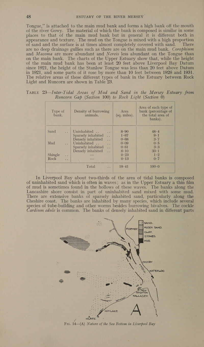 Tongue,” is attached to the main mud bank and forms a high bank off the mouth of the river Gowy. The material of which the bank is composed is similar in some places to that of the main mud bank but in general it is different both in appearance and texture. The mud on the Tongue is mixed with a high proportion of sand and the surface is at times almost completely covered with sand. There are no deep drainage gullies such as there are on the main mud bank. Corophium and Macoma are more abundant and Nerers less abundant on the Tongue than on the main bank. The charts of the Upper Estuary show that, while the height of the main mud bank has been at least 20 feet above Liverpool Bay Datum since 1921, the height of the Stanlow Tongue was less than 20 feet above Datum in 1921, and some parts of it rose by more than 10 feet between 1926 and 1931. The relative areas of these different types of bank in the Estuary between Rock Light and Runcorn are shown in Table 23. TABLE 23—Inter-Tidal Areas of Mud and Sand in the Mersey Estuary from Runcorn Gap (Section 100) to Rock Light (Section 0)-         Area of each type of Type of Density of burrowing Area bank (percentage of bank. animals. (sq. miles). the total area of banks). Sand .. | Uninhabited .. ye 8-90 48-4 Sparsely inhabited .. 1967 ae | Densely inhabited 0-68 on) Mud -» | Uninhabited .. Me 0-09 0:5 Sparsely inhabited .. 0-61 3°3 Densely inhabited .. 6-10 33° 1 Shingle... — 0-23 1-2 Rock % ~ = 0-13 7. Total ei: 18-41 100-0     In Liverpool Bay about two-thirds of the area of tidal banks is composed of uninhabited sand which is often in waves; as in the Upper Estuary a thin film of mud is sometimes found in the hollows of these waves. The banks along the Lancashire shore consist in part of uninhabited sand mixed with some mud. There are extensive banks of sparsely inhabited sand, particularly along the Cheshire coast. The banks are inhabited by many species, which include several species of tube-building and other worms besides burrowing bivalves. The cockle Cardium edule is common. The banks of densely inhabited sand in different parts ia mn  : wifeee. Frc. 14—(A) Nature of the Sea Bottom in Liverpool Bay