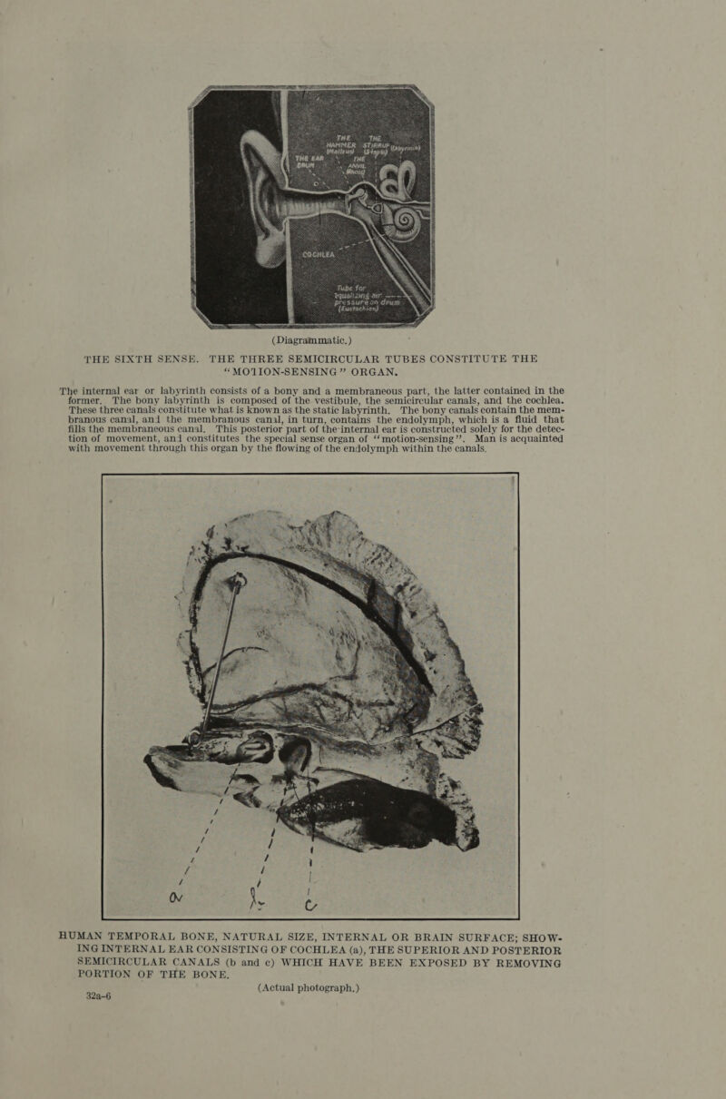 COCHLEA — Fube for RQuattoag ar ~~ pressureon dhuni {fustachian}  (Diagram matic, ) THE SIXTH SENSE. THE THREE SEMICIRCULAR TUBES CONSTITUTE THE “MOTION-SENSING ” ORGAN. The internal ear or labyrinth consists of a bony and a membraneous part, the latter contained in the former. The bony labyrinth is composed of the vestibule, the semicircular canals, and the cochlea. These three canals constitute what is known as the static labyrinth. The bony canals contain the mem- branous canal, ani the membranous canal, in turn, contains the endolymph, which is a fluid that fills the membraneous canal. This posterior part of the-internal ear is constructed solely for the detec- tion of movement, and constitutes the special sense organ of ‘“‘motion-sensing’’. Man is acquainted with movement through this organ by the flowing of the endolymph within the canals.  HUMAN TEMPORAL BONE, NATURAL SIZE, INTERNAL OR BRAIN SURFACE; SHOW- ING INTERNAL EAR CONSISTING OF COCHLEA (a), THE SUPERIOR AND POSTERIOR SEMICIRCULAR CANALS (b and ec) WHICH HAVE BEEN EXPOSED BY REMOVING PORTION OF THE BONE. Actual photograph. he ( Pp. graph. )