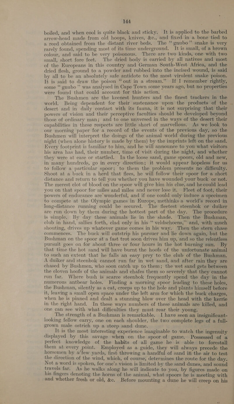 boiled, and when cool is quite black and sticky. It is applied to the barbed arrow-head made from old hoops, knives, &amp;c., and fixed-in a bone tied to a reed obtained from the distant river beds. The “ gnubo” snake is very rarely found, spending most of its time underground. It is small, of a brown colour, and said to be very poisonous. There are two kinds, one with two small, short fore feet. The dried body is carried by all natives and most of the Europeans in this country and German South-West Africa, and the dried flesh, ground to a powder and rubbed into the incised wound, is said by all to be an absolutely safe antidote to the most virulent snake poison. It is said to draw the poison “out in a stream.” If I remember rightly, some “ gnubo ” was analysed in Cape Town some years ago, but no properties were found that could account for this action. The Bushmen are the keenest hunters and the finest trackers in the world. Being dependent for their sustenance upon the products of the . desert and in daily contact with its fauna, it is not surprising that their powers of vision and their perceptive faculties should be developed beyond those of ordinary man; and to one unversed in the ways of the desert their capabilities in these respects are little short of marvellous. As we look to our morning paper for a record of the events of the previous day, so the Bushmen will interpret the doings of the animal world during the previous night (when alone history is made by them) by the imprints left on the sand. Every footprint is familiar to him, and he will announce to you what visitors his area has had, their number, time of visit during the night, and whether they were at ease or startled. In the loose sand, game spoors, old and new, in many hundreds, go in every direction; it would appear hopeless for us ~ to follow a particular spoor; to them the problem presents no difficulty. Shoot at a buck in a herd that flees, he will follow their spoor for a short distance and return to tell you whether you have wounded your buck or not. The merest clot of blood on the spoor will give him his clue, and he could lead you on that spoor for miles and miles and never lose it. Fleet of foot, their powers of endurance are wonderful, and if one could only induce a specimen to compete at the Olympic games in Europe, methinks a world’s record in long-distance running could be secured. The fleetest steenbok or duiker are run down by them during the hottest part of the day. The procedure is ‘simple. By day these animals lie in the shade. Then the Bushman, club in hand, sallies forth, clad only in his “ veldschoens,” and, with much shouting, drives up whatever game comes in his way. Then the stern chase commences. The buck will outstrip his pursuer and he down again, but the Bushman on the spoor at a fast trot soon drives him up,’and so the relentless pursuit goes on for about three or four hours in the hot burning sun. By that time the hot sand will have burnt the hoofs of the unfortunate animal to such an extent that he falls an easy prey to the club of the Bushman. A duiker and steenbok cannot run far in wet sand, and after rain they are chased by Bushmen, who soon catch up to them; the wet sand gets between the cloven hoofs of the animals and chafes them so severely that they cannot run tar. Where bush is scarce steenbok frequently spend the day in the numerous antbear holes. Finding a morning spoor leading to these holes, the Bushman, silently as a cat, creeps up to the hole and plants himself before it, leaving a small open space under the left arm for which the buck charges, when he is pinned and dealt a stunning blow over the head with the kerrie in the right hand. In these ways numbers of these animals are killed, and one can see with what difficulties they must rear their young. The strength of a Bushman is remarkable. I have seen an insignificant- looking fellow carry, one on each shoulder, the two complete legs of a full- grown male ostrich up a steep sand dune. ; _ It is the most interesting experience imaginable to watch the ingenuity displayed by this savage when on the spoor of game. Possessed of a perfect knowledge of the habits of all game he is able to forestall them at every point. Employed as a guide, they will always precede the horsemen by a/few yards, first throwing a handful of sand iii the air to test the direction of the wind, which, of course, determines the route for the day. Not a word is spoken, for one’s vision is limited by the sand dunes, and sound travels far. As he walks along he will indicate to you, by figures made on his fingers denoting the horns of the animal, what spoors he is meeting with and whether fresh or old, &amp;c. Before mounting a dune he will creep on his