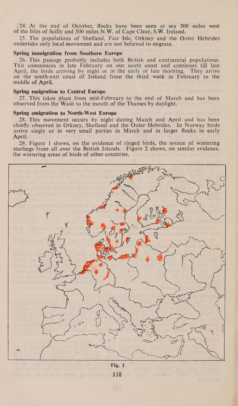 .24. At the end of October, flocks have been seen at sea 300 miles west of the Isles of Scilly and 500 miles N.W. of Cape Clear, S.W. Ireland. 25. The populations of Shetland, Fair Isle, Orkney and the Outer Hebrides undertake only local movement and are not believed to migrate. Spring immigration from Southern Europe 26. This passage probably includes both British and continental populations. This commences in late February on our south coast and continues till late April, the birds arriving by night or in the early or late morning. They arrive on the south-east coast of Ireland from the third week in February to the middle of April. Spring emigration to Central Europe 27. This takes place from mid-February to the end of March and has been observed from the Wash to the mouth of the Thames by daylight. Spring emigration to North-West Europe 28. This movement occurs by night during March and April and has been chiefly observed in Orkney, Shetland and the Outer Hebrides. In Norway birds arrive singly or in very small parties in March and in larger flocks in early April. 29. Figure 1 shows, on the evidence of ringed birds, the source of wintering starlings from all over the British Islands. Figure 2 shows, on similar evidence, the wintering areas of birds of other countries. 