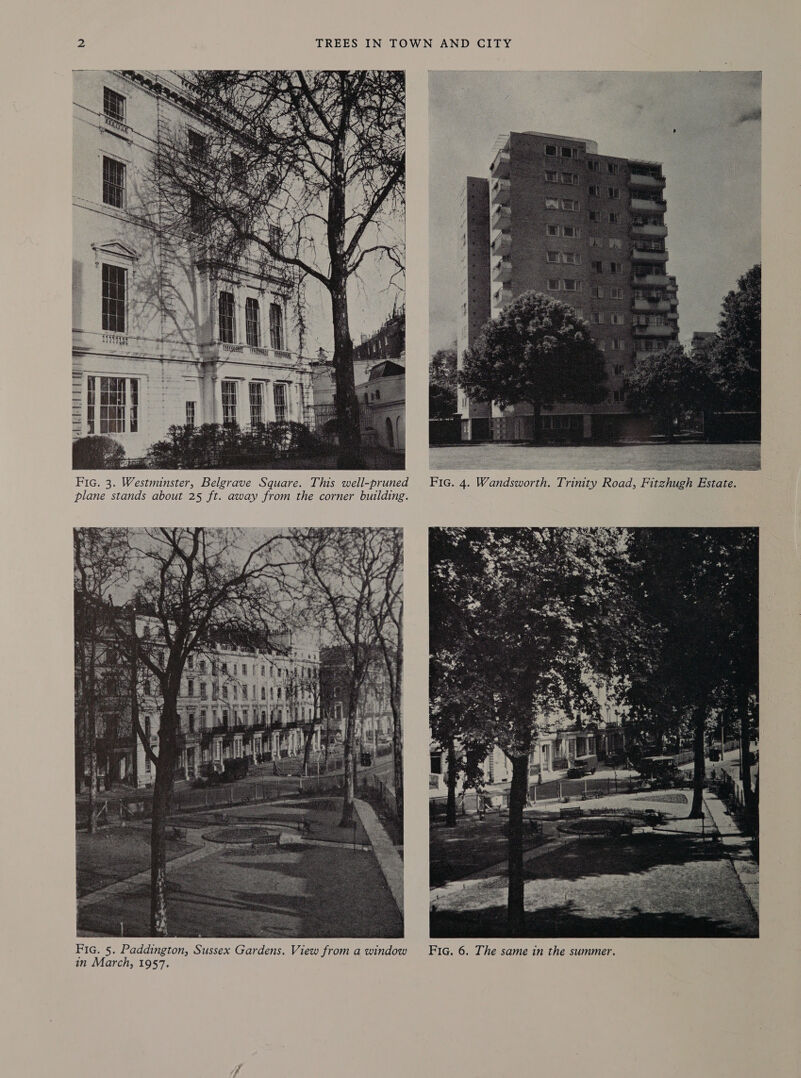   Fic. 3. Westminster, Belgrave Square. This well-pruned plane stands about 25 ft. away from the corner building.  Fic. 5. Paddington, Sussex Gardens. View from a window FiG. 6. The same in the summer. in March, 1957.