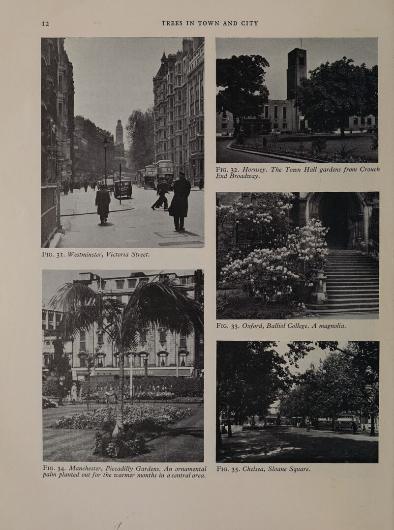 12 TREES IN TOWN AND CITY   Fic. 32. Hornsey. The Town Hall gardens from Crouch End Broadway.   Fic. 34. Manchester, Piccadilly Gardens. An ornamental FG. 35. Chelsea, Sloane Square. palm planted out for the warmer months in acentral area.