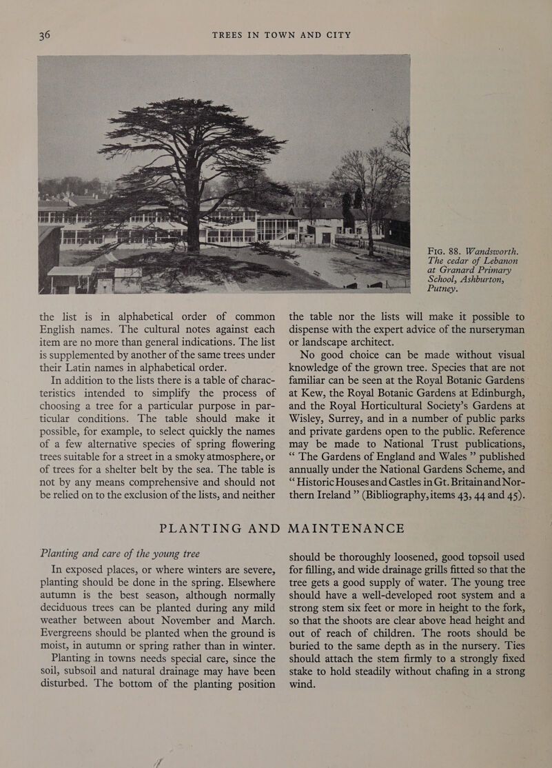  the list is in alphabetical order of common English names. The cultural notes against each item are no more than general indications. The list is supplemented by another of the same trees under their Latin names in alphabetical order. In addition to the lists there is a table of charac- teristics intended to simplify the process of choosing a tree for a particular purpose in par- ticular conditions. The table should make it possible, for example, to select quickly the names of a few alternative species of spring flowering trees suitable for a street in a smoky atmosphere, or of trees for a shelter belt by the sea. The table is not by any means comprehensive and should not be relied on to the exclusion of the lists, and neither PLANTING AND Planting and care of the young tree In exposed places, or where winters are severe, planting should be done in the spring. Elsewhere autumn is the best season, although normally deciduous trees can be planted during any mild weather between about November and March. Evergreens should be planted when the ground is moist, in autumn or spring rather than in winter. Planting in towns needs special care, since the soil, subsoil and natural drainage may have been disturbed. The bottom of the planting position Fic. 88. Wandsworth. The cedar of Lebanon at Granard Primary School, Ashburton, Putney. the table nor the lists will make it possible to dispense with the expert advice of the nurseryman or landscape architect. No good choice can be made without visual knowledge of the grown tree. Species that are not familiar can be seen at the Royal Botanic Gardens at Kew, the Royal Botanic Gardens at Edinburgh, and the Royal Horticultural Society’s Gardens at Wisley, Surrey, and in a number of public parks and private gardens open to the public. Reference may be made to National Trust publications, “‘ The Gardens of England and Wales ” published annually under the National Gardens Scheme, and “¢ Historic Houses and Castles in Gt. Britain and Nor- thern Ireland ” (Bibliography, items 43, 44 and 45). MAINTENANCE should be thoroughly loosened, good topsoil used for filling, and wide drainage grills fitted so that the tree gets a good supply of water. The young tree should have a well-developed root system and a strong stem six feet or more in height to the fork, so that the shoots are clear above head height and out of reach of children. The roots should be buried to the same depth as in the nursery. Ties should attach the stem firmly to a strongly fixed stake to hold steadily without chafing in a strong wind.