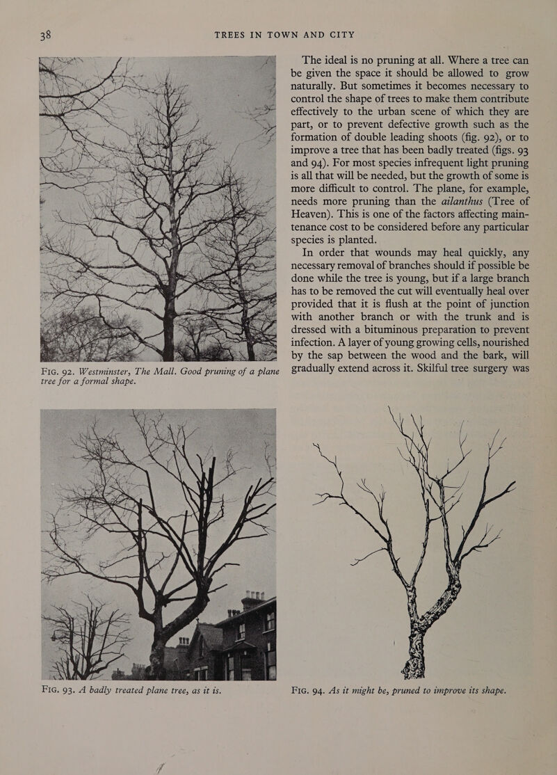  Fic. 92. Westminster, The Mall. Good pruning of a plane tree for a formal shape. NAL 4 Fic. 93. A badly treated plane tree, as it ts. The ideal is no pruning at all. Where a tree can be given the space it should be allowed to grow naturally. But sometimes it becomes necessary to control the shape of trees to make them contribute effectively to the urban scene of which they are part, or to prevent defective growth such as the formation of double leading shoots (fig. 92), or to improve a tree that has been badly treated (figs. 93 and 94). For most species infrequent light pruning is all that will be needed, but the growth of some is more difficult to control. The plane, for example, needs more pruning than the azlanthus (Tree of Heaven). This is one of the factors affecting main- tenance cost to be considered before any particular species is planted. In order that wounds may heal quickly, any necessary removal of branches should if possible be done while the tree is young, but if a large branch has to be removed the cut will eventually heal over provided that it is flush at the point of junction with another branch or with the trunk and is dressed with a bituminous preparation to prevent infection. A layer of young growing cells, nourished by the sap between the wood and the bark, will gradually extend across it. Skilful tree surgery was 