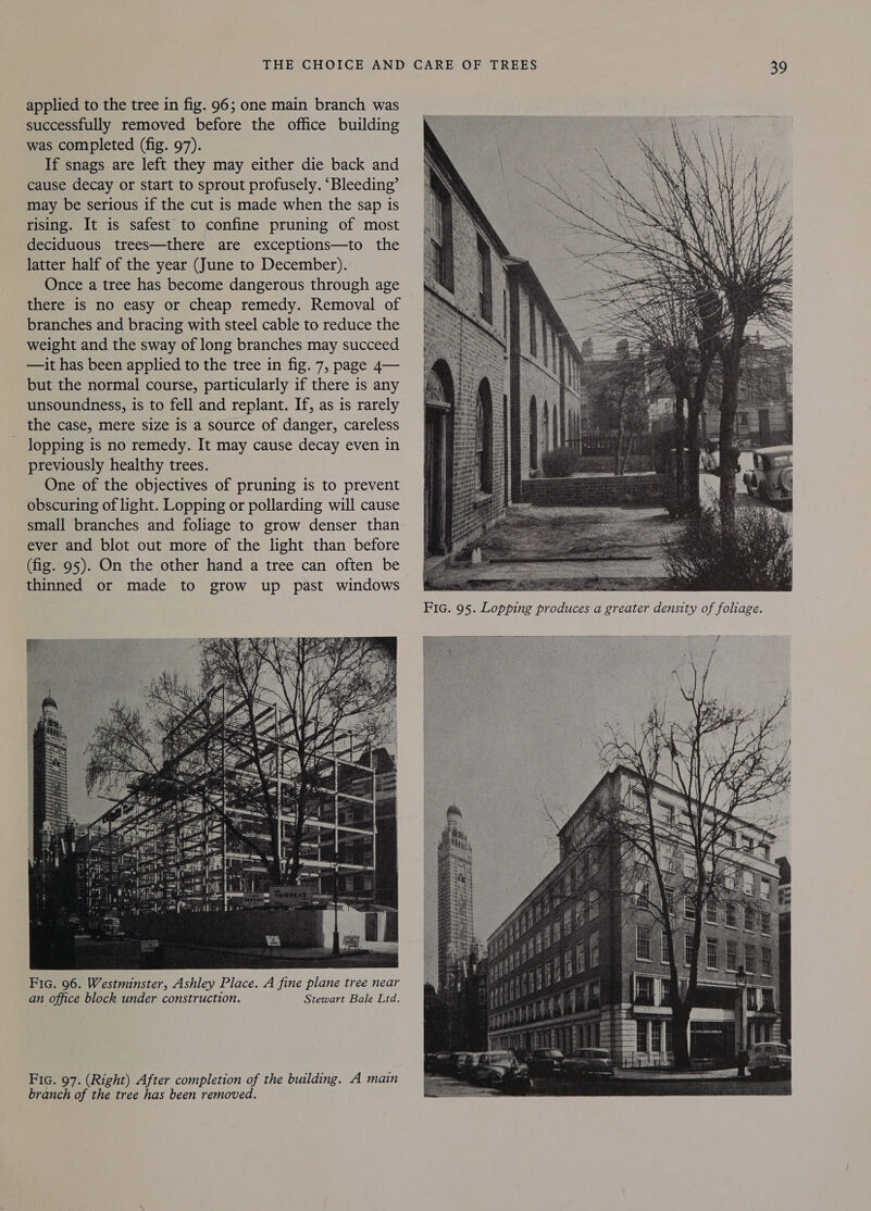 THE CHOICE AND applied to the tree in fig. 96; one main branch was successfully removed before the office building was completed (fig. 97). If snags are left they may either die back and cause decay or start to sprout profusely. ‘Bleeding’ may be serious if the cut is made when the sap is rising. It is safest to confine pruning of most deciduous trees—there are exceptions—to the latter half of the year (June to December). Once a tree has become dangerous through age there is no easy or cheap remedy. Removal of branches and bracing with steel cable to reduce the weight and the sway of long branches may succeed —it has been applied to the tree in fig. 7, page 4— but the normal course, particularly if there is any unsoundness, is to fell and replant. If, as is rarely the case, mere size is a source of danger, careless lopping is no remedy. It may cause decay even in previously healthy trees. One of the objectives of pruning is to prevent obscuring of light. Lopping or pollarding will cause small branches and foliage to grow denser than ever and blot out more of the light than before (fig. 95). On the other hand a tree can often be thinned or made to grow up past windows  branch of the tree has been removed. CARE OF TREES   nape 39