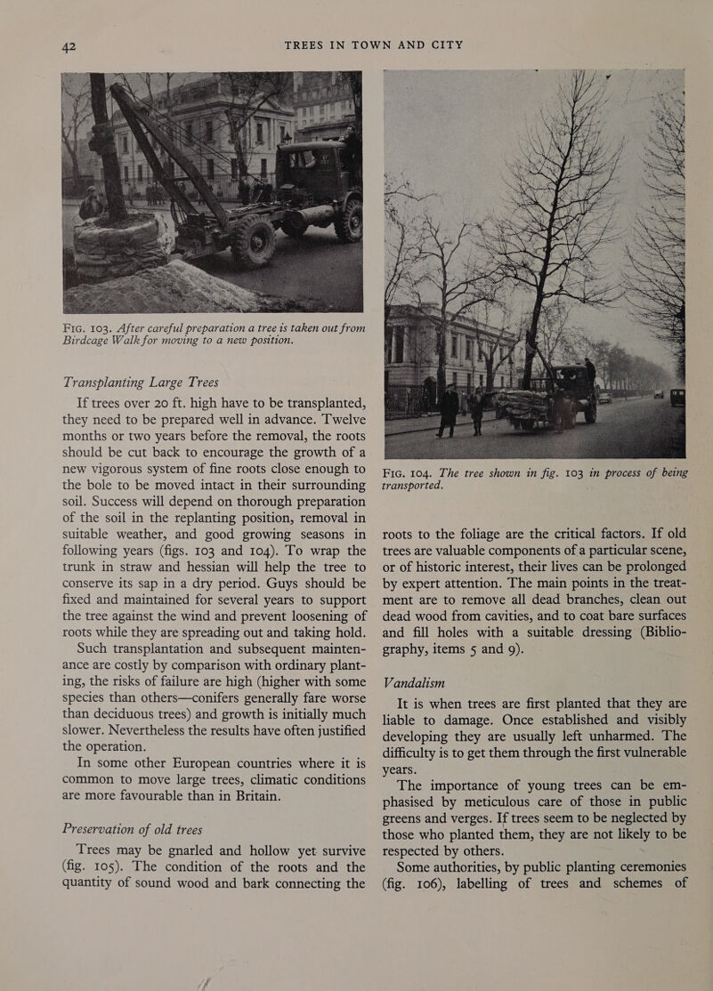  Fic. 103. After careful preparation a tree is taken out from Birdcage Walk for moving to a new position. Transplanting Large Trees If trees over 20 ft. high have to be transplanted, they need to be prepared well in advance. Twelve months or two years before the removal, the roots should be cut back to encourage the growth of a new vigorous system of fine roots close enough to the bole to be moved intact in their surrounding soil. Success will depend on thorough preparation of the soil in the replanting position, removal in suitable weather, and good growing seasons in following years (figs. 103 and 104). To wrap the trunk in straw and hessian will help the tree to conserve its sap in a dry period. Guys should be fixed and maintained for several years to support the tree against the wind and prevent loosening of roots while they are spreading out and taking hold. Such transplantation and subsequent mainten- ance are costly by comparison with ordinary plant- ing, the risks of failure are high (higher with some species than others—conifers generally fare worse than deciduous trees) and growth is initially much slower. Nevertheless the results have often justified the operation. In some other European countries where it is common to move large trees, climatic conditions are more favourable than in Britain. Preservation of old trees Trees may be gnarled and hollow yet survive (fig. 105). The condition of the roots and the quantity of sound wood and bark connecting the  roots to the foliage are the critical factors. If old trees are valuable components of a particular scene, or of historic interest, their lives can be prolonged by expert attention. The main points in the treat- ment are to remove all dead branches, clean out dead wood from cavities, and to coat bare surfaces and fill holes with a suitable dressing (Biblio- graphy, items 5 and 9). Vandalism It is when trees are first planted that they are liable to damage. Once established and visibly © developing they are usually left unharmed. The difficulty is to get them through the first vulnerable years. The importance of young trees can be em- phasised by meticulous care of those in public greens and verges. If trees seem to be neglected by those who planted them, they are not likely to be respected by others. Some authorities, by public planting ceremonies (fig. 106), labelling of trees and schemes of