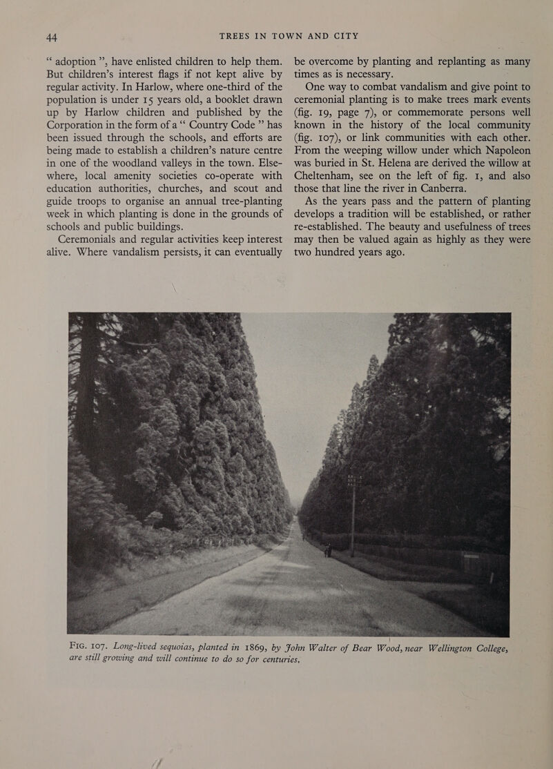 ‘ adoption ”’, have enlisted children to help them. But children’s interest flags if not kept alive by regular activity. In Harlow, where one-third of the population is under 15 years old, a booklet drawn up by Harlow children and published by the Corporation in the form of a “‘ Country Code ”’ has been issued through the schools, and efforts are being made to establish a children’s nature centre in one of the woodland valleys in the town. Else- where, local amenity societies co-operate with education authorities, churches, and scout and guide troops to organise an annual tree-planting week in which planting is done in the grounds of schools and public buildings. Ceremonials and regular activities keep interest alive. Where vandalism persists, it can eventually be overcome by planting and replanting as eo times as is necessary. One way to combat vandalism and give point to ceremonial planting is to make trees mark events (fig. 19, page 7), or commemorate persons well known in the history of the local community (fig. 107), or link communities with each other. From the weeping willow under which Napoleon was buried in St. Helena are derived the willow at Cheltenham, see on the left of fig. 1, and also those that line the river in Canberra. As the years pass and the pattern of planting develops a tradition will be established, or rather re-established. The beauty and usefulness of trees may then be valued again as highly as they were two hundred years ago. 